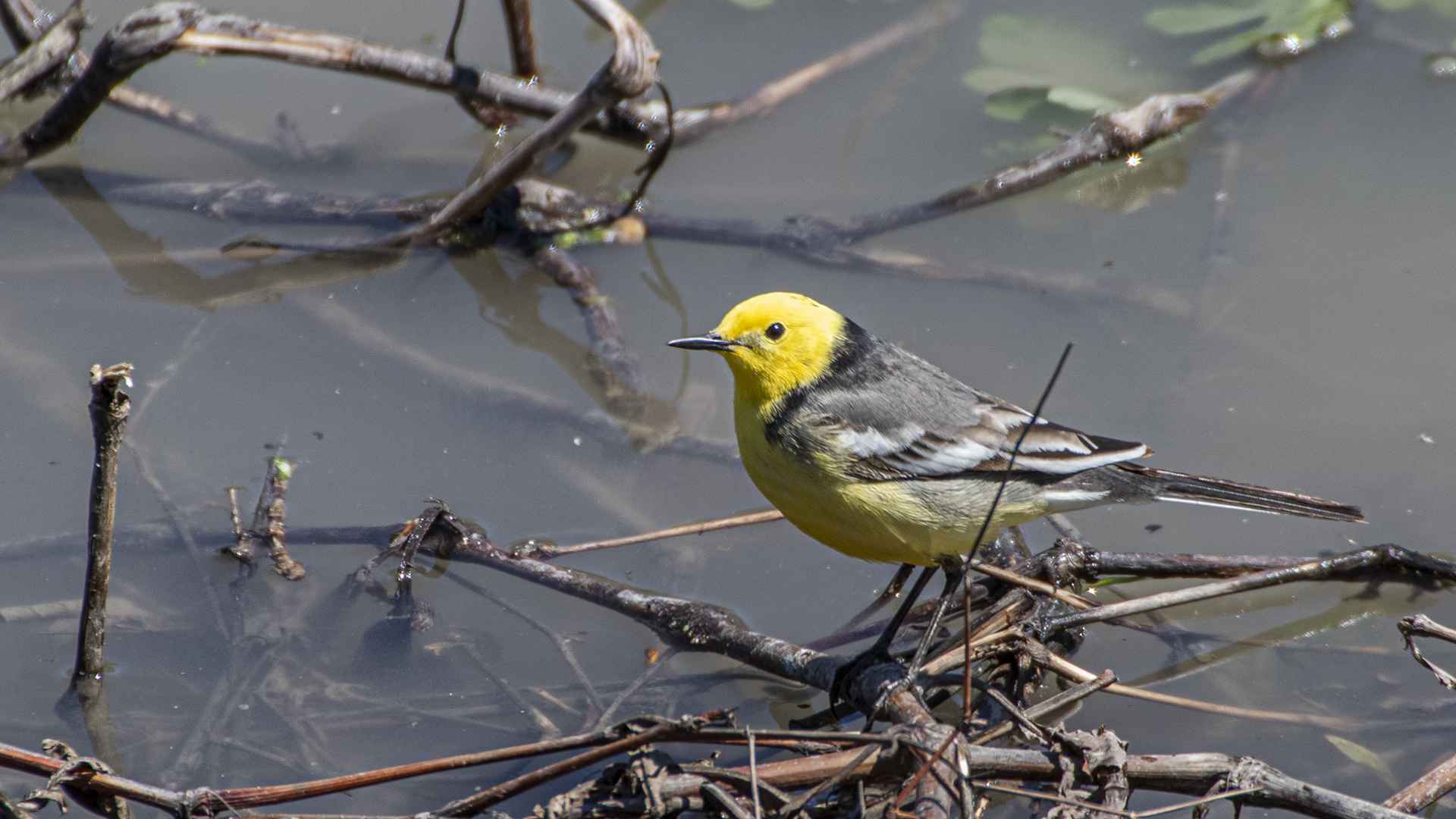 Citrine Wagtail