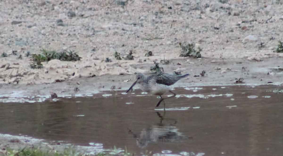 Wood Sandpiper