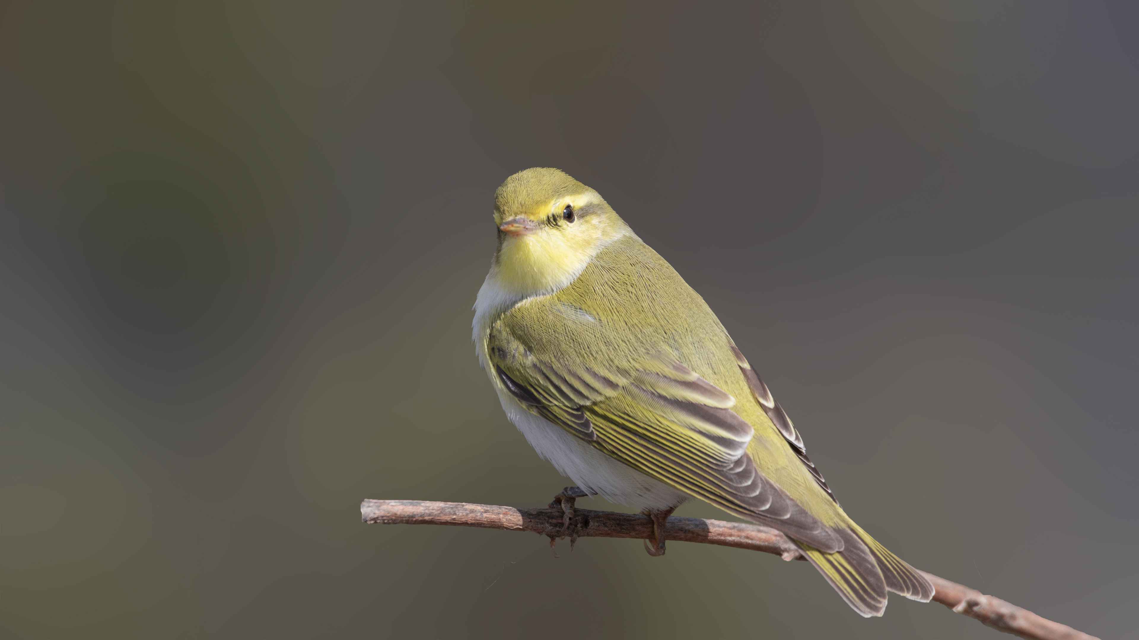 Wood Warbler