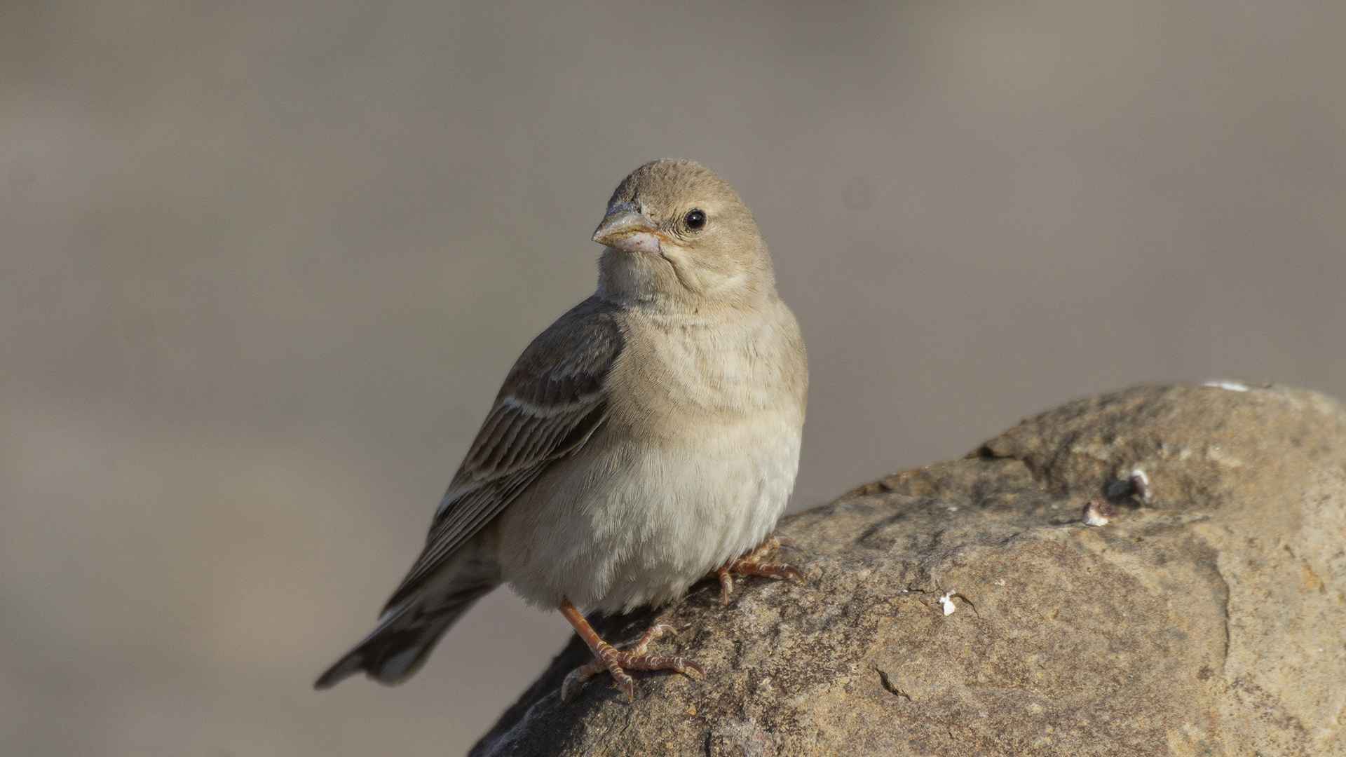 Pale Rockfinch