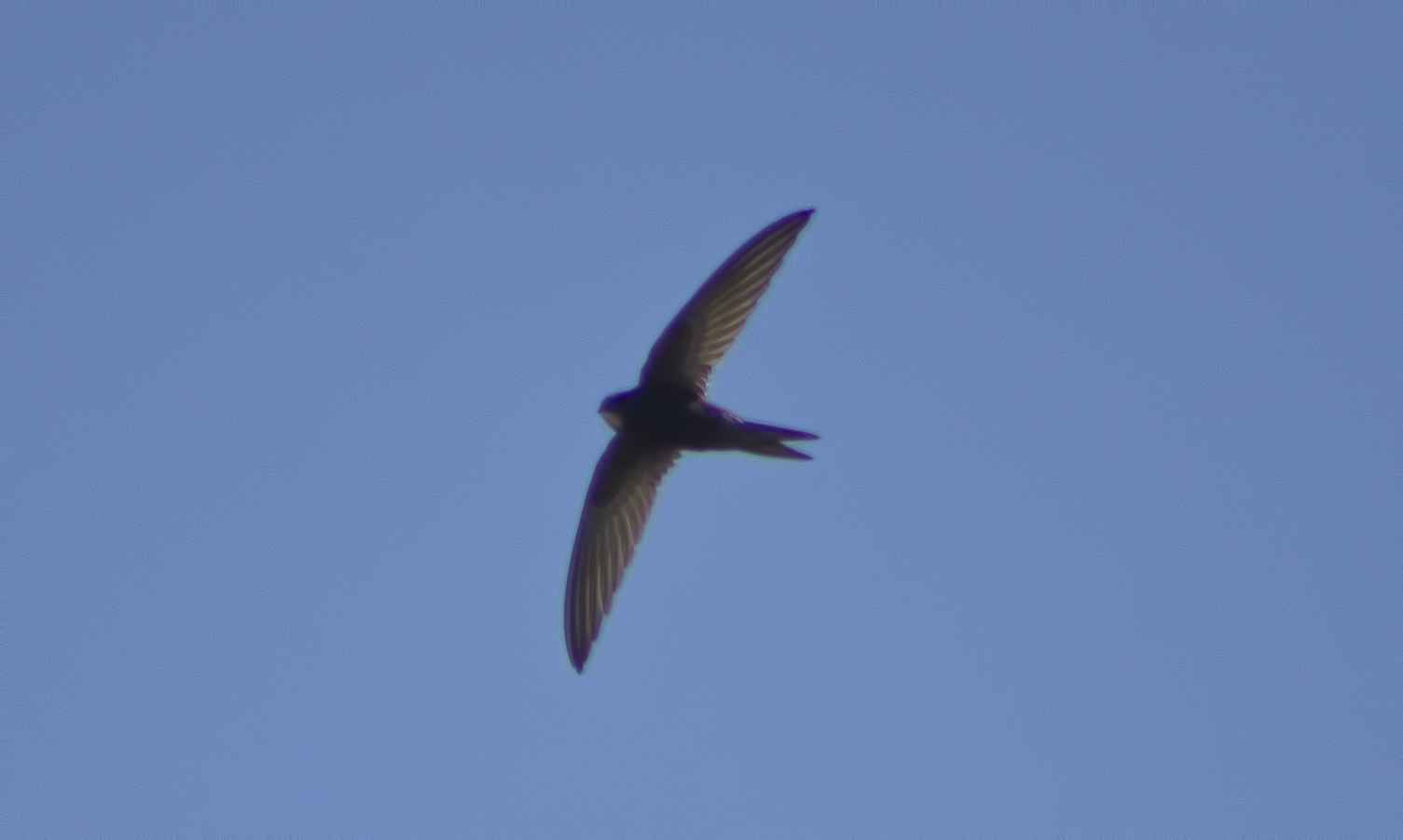 Common Swift