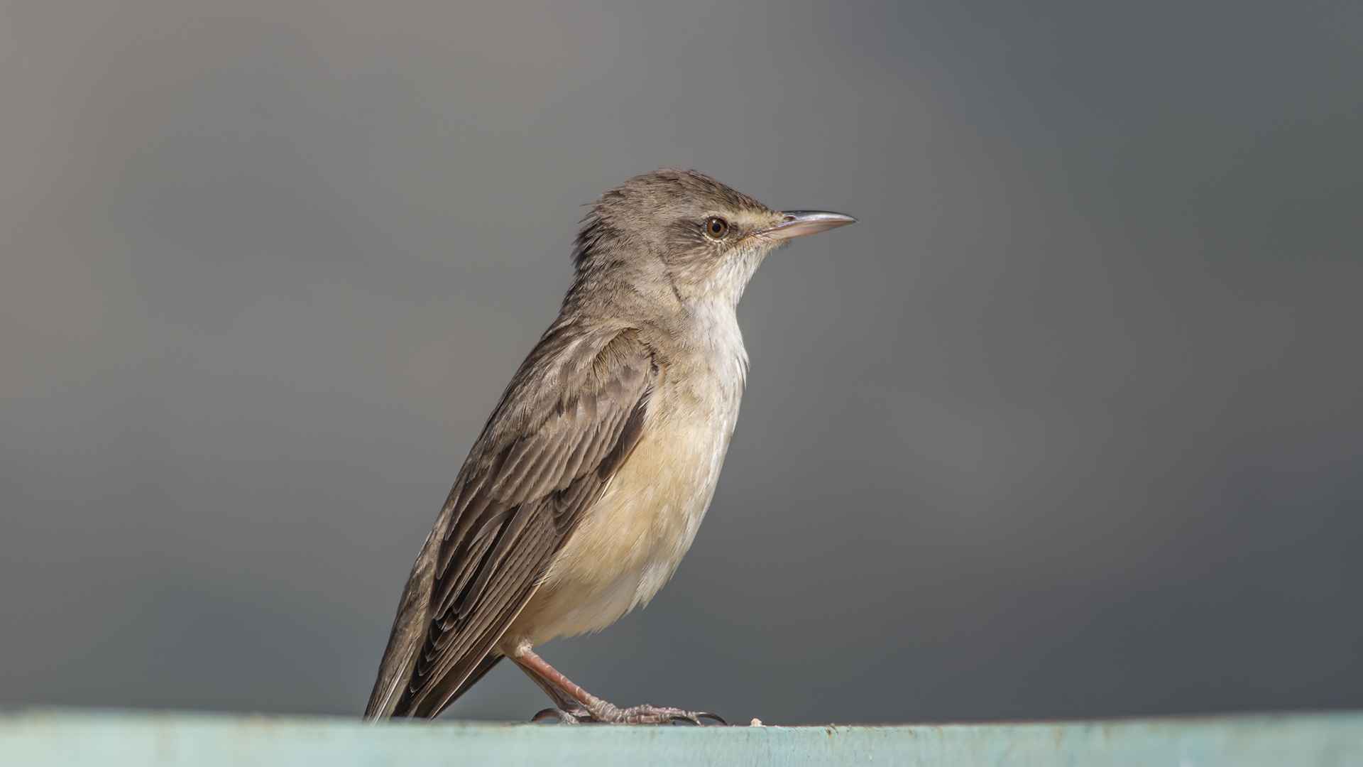 Eurasian Reed Warbler