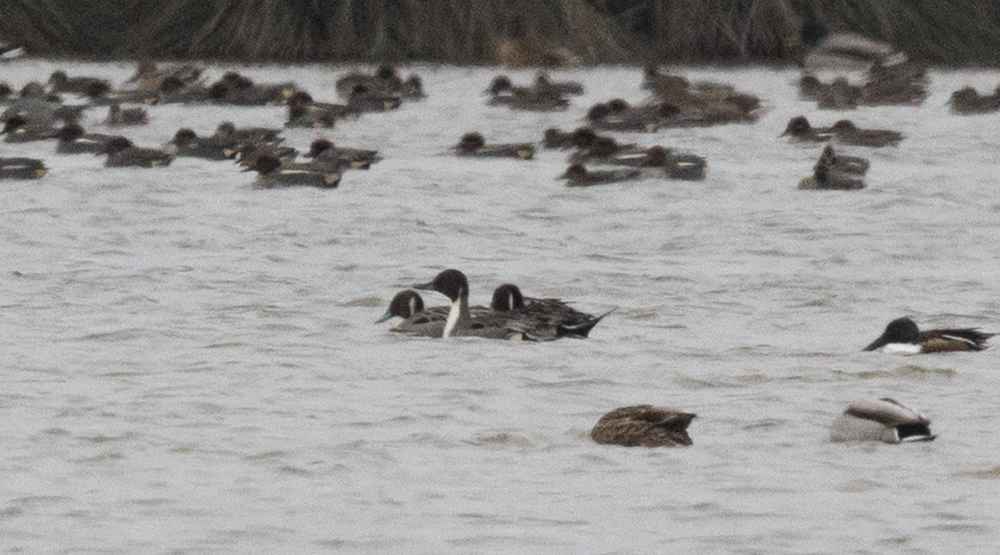 Northern Pintail