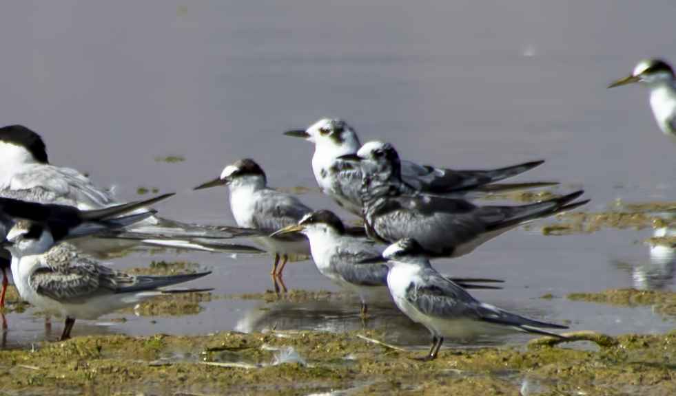 Black Tern