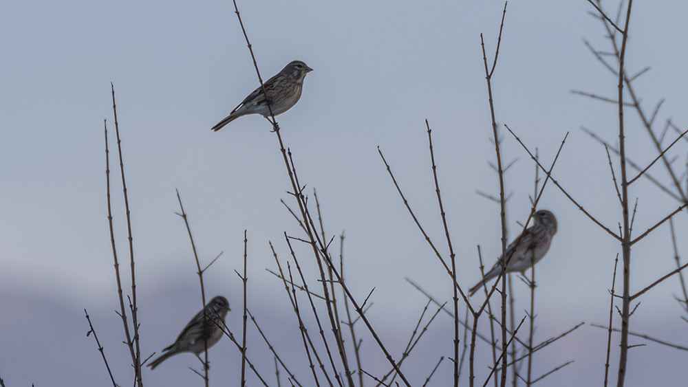 Eurasian Linnet