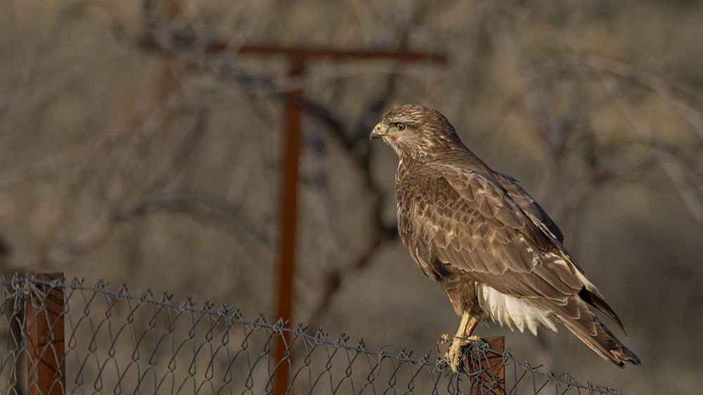 Common Buzzard