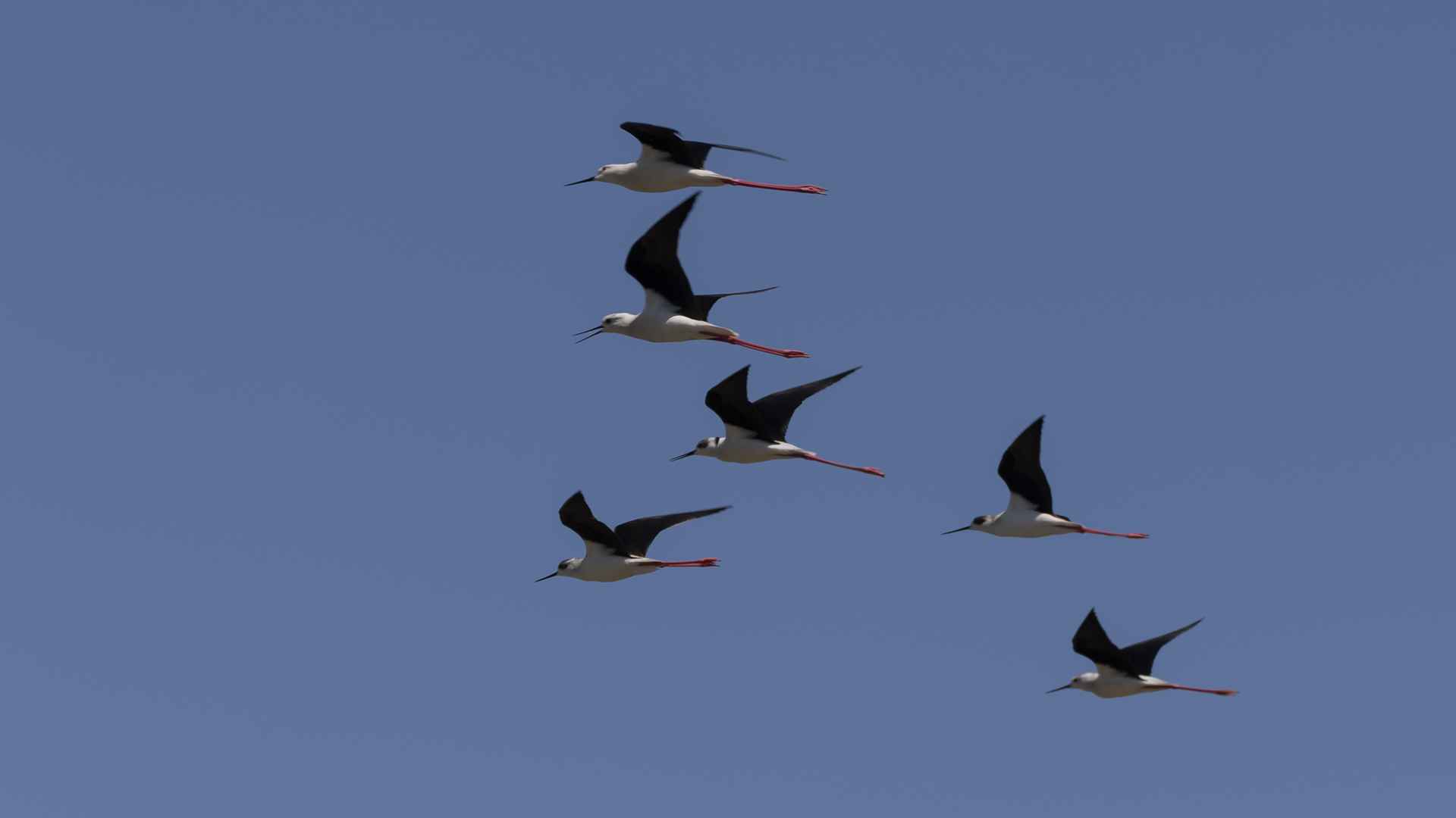 Black-winged Stilt