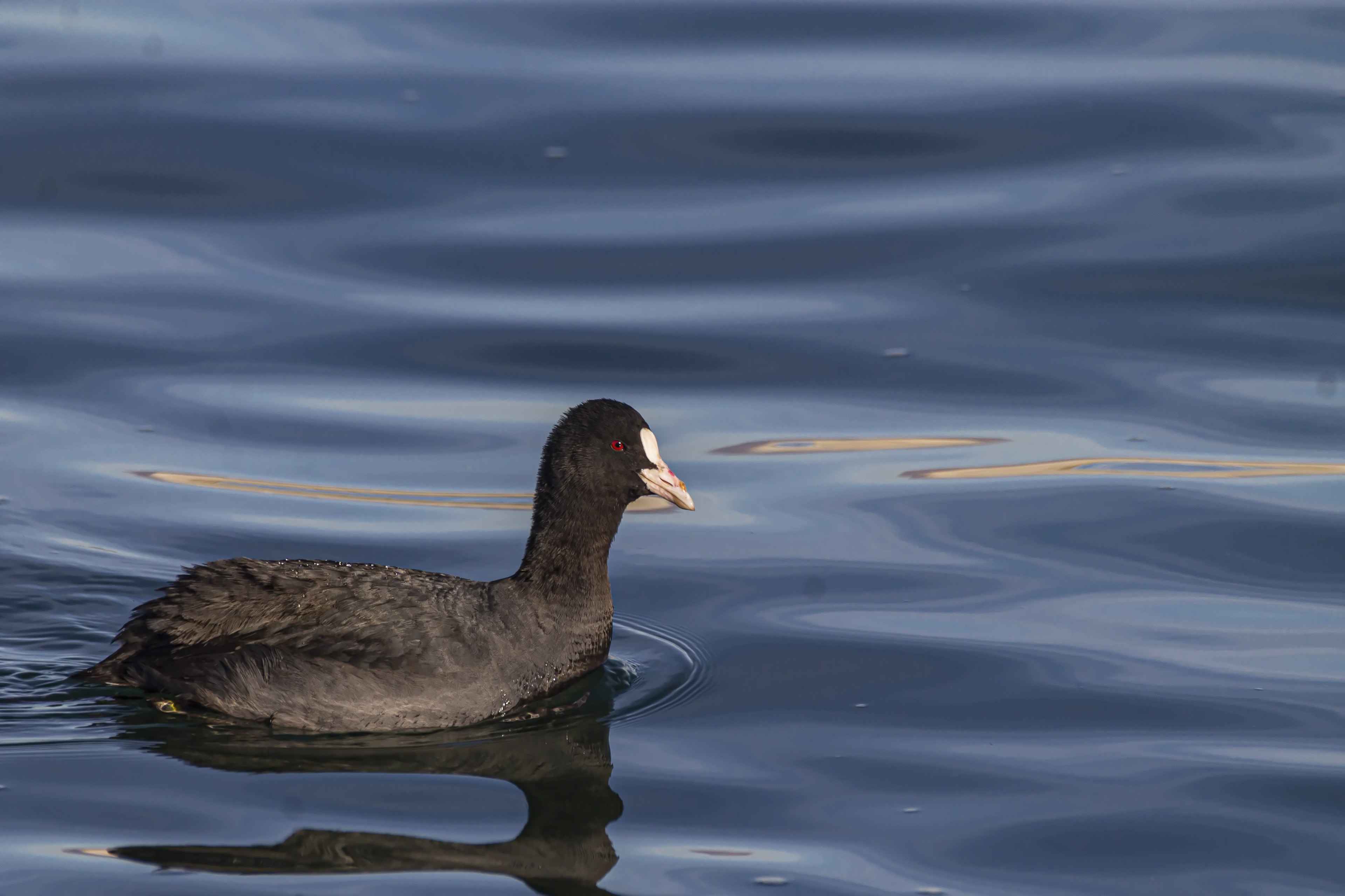 Eurasian Coot