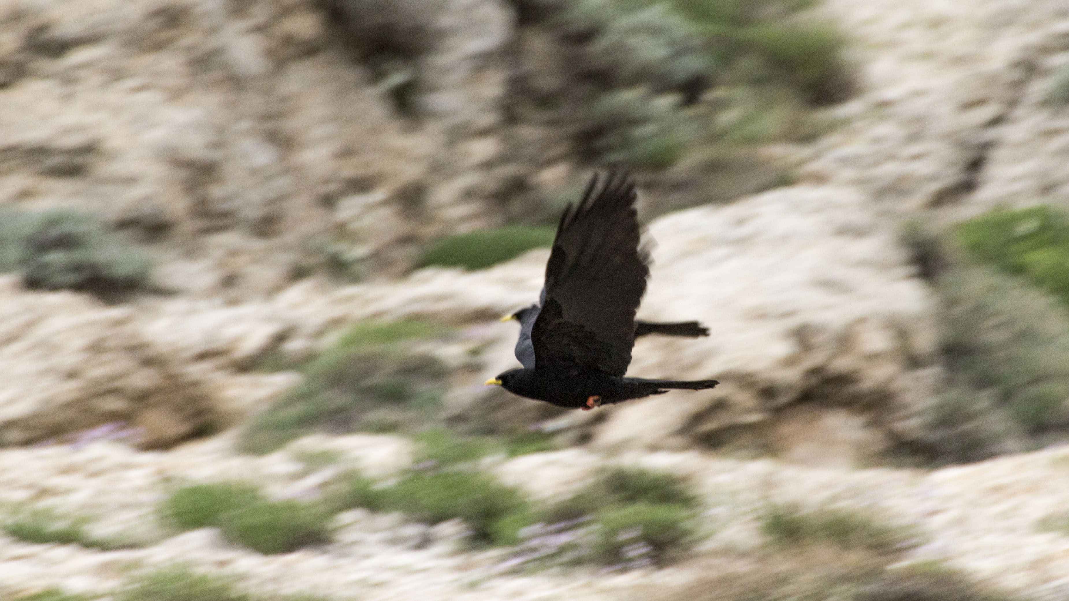 Yellow-billed Chough