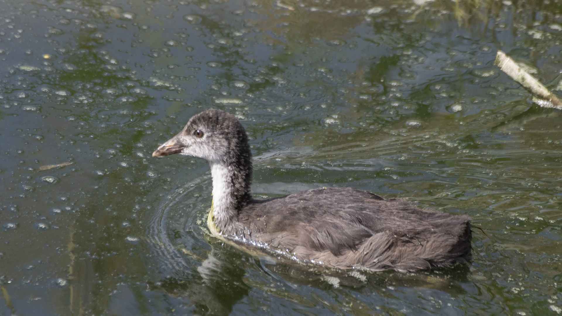 Little Grebe