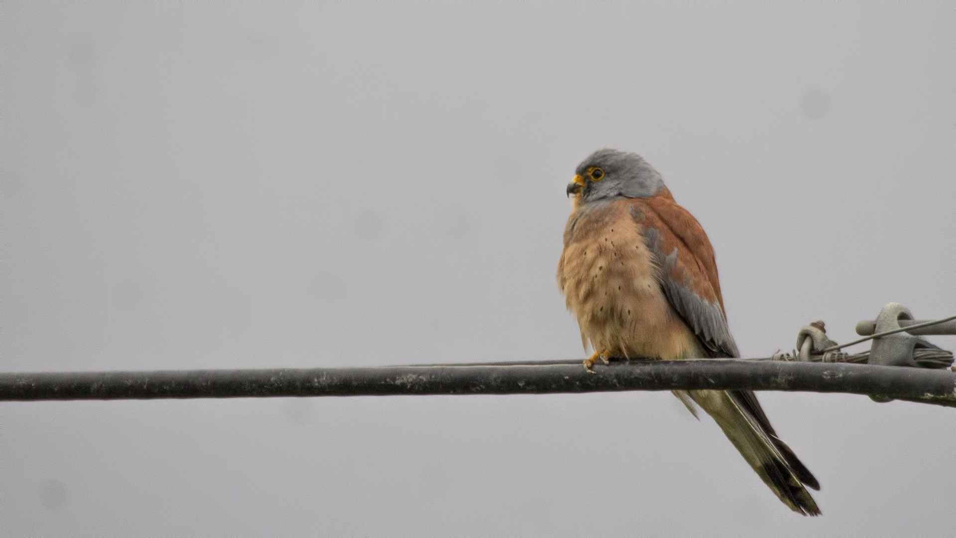 Eurasian Kestrel