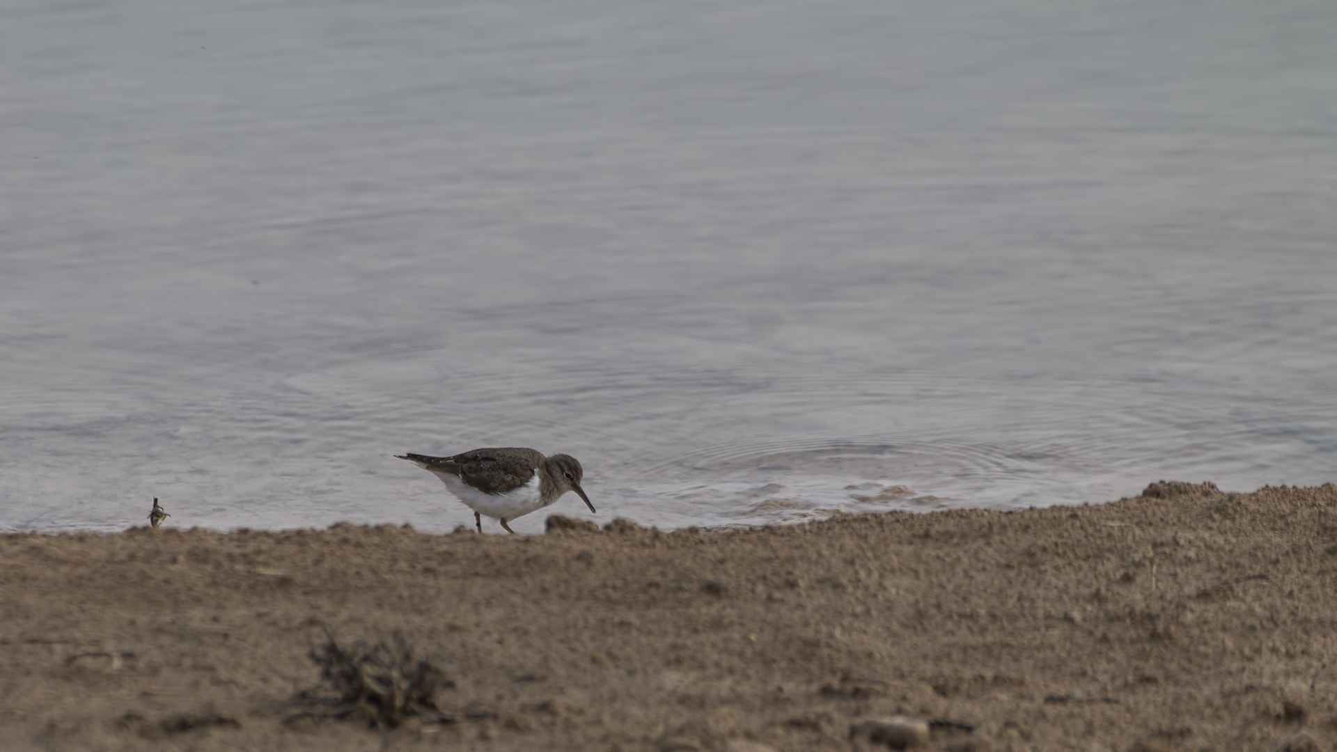 Temminck's Stint