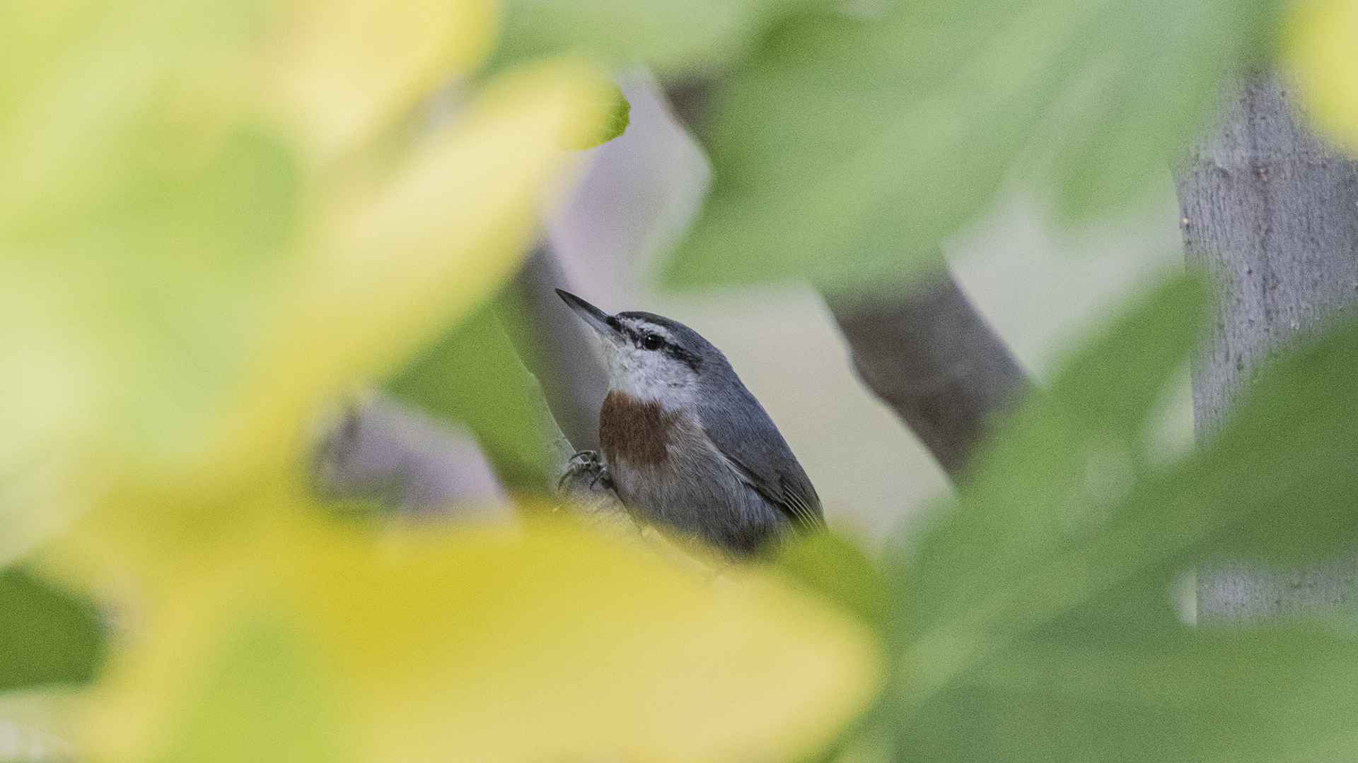 Krüper's Nuthatch