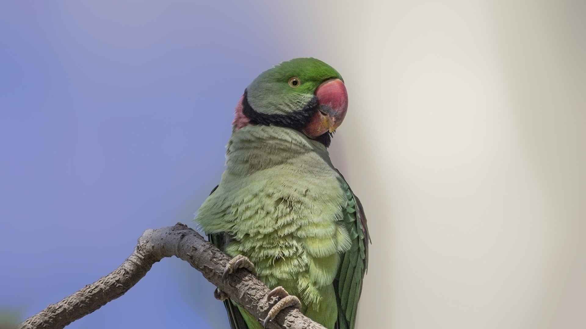Alexandrine Parakeet
