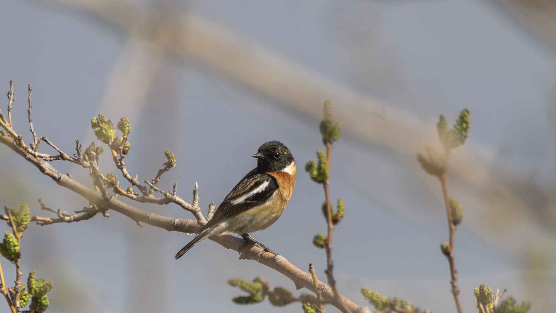 European Stonechat