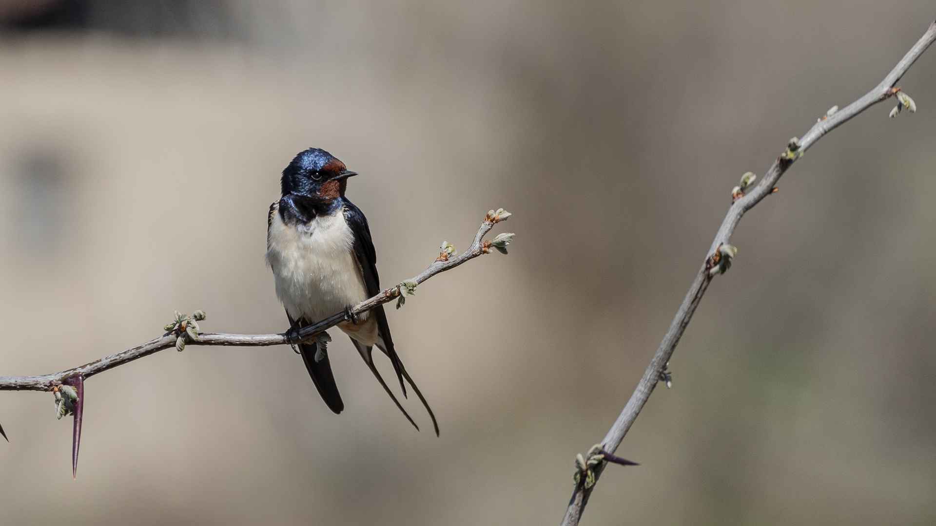 Barn Swallow