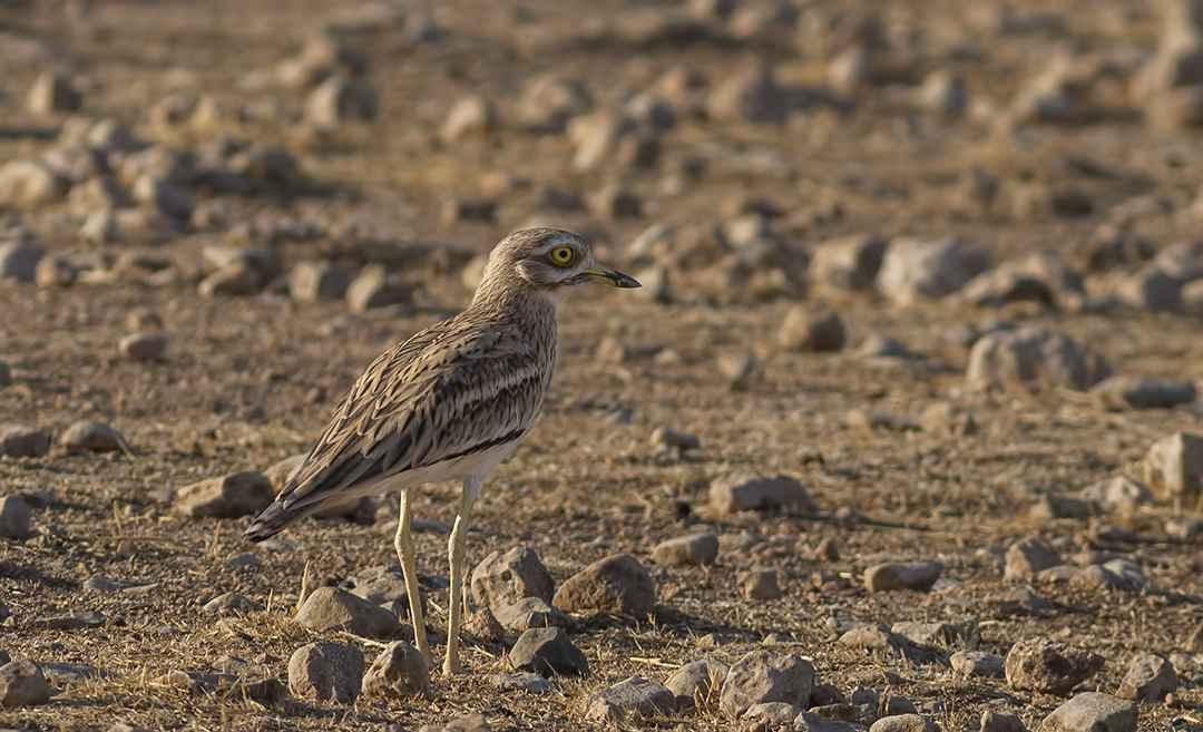 Eurasian Thick-knee