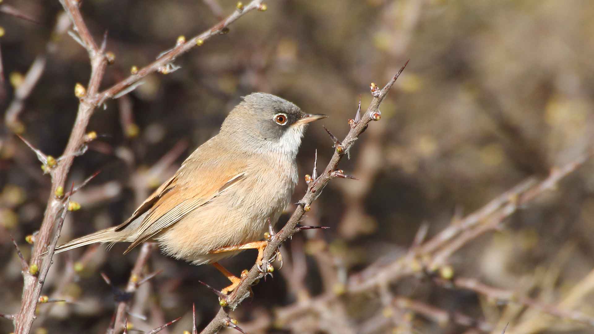 Spectacled Warbler