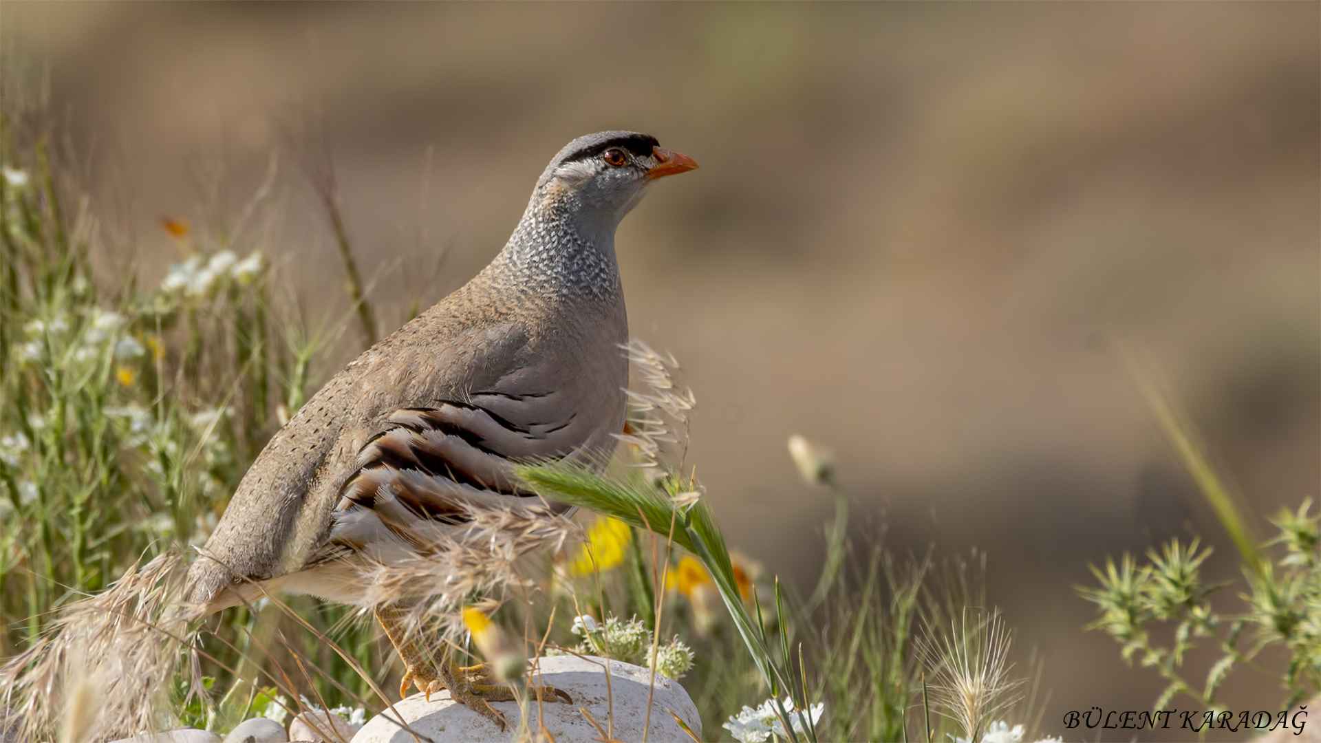 Kum kekliği