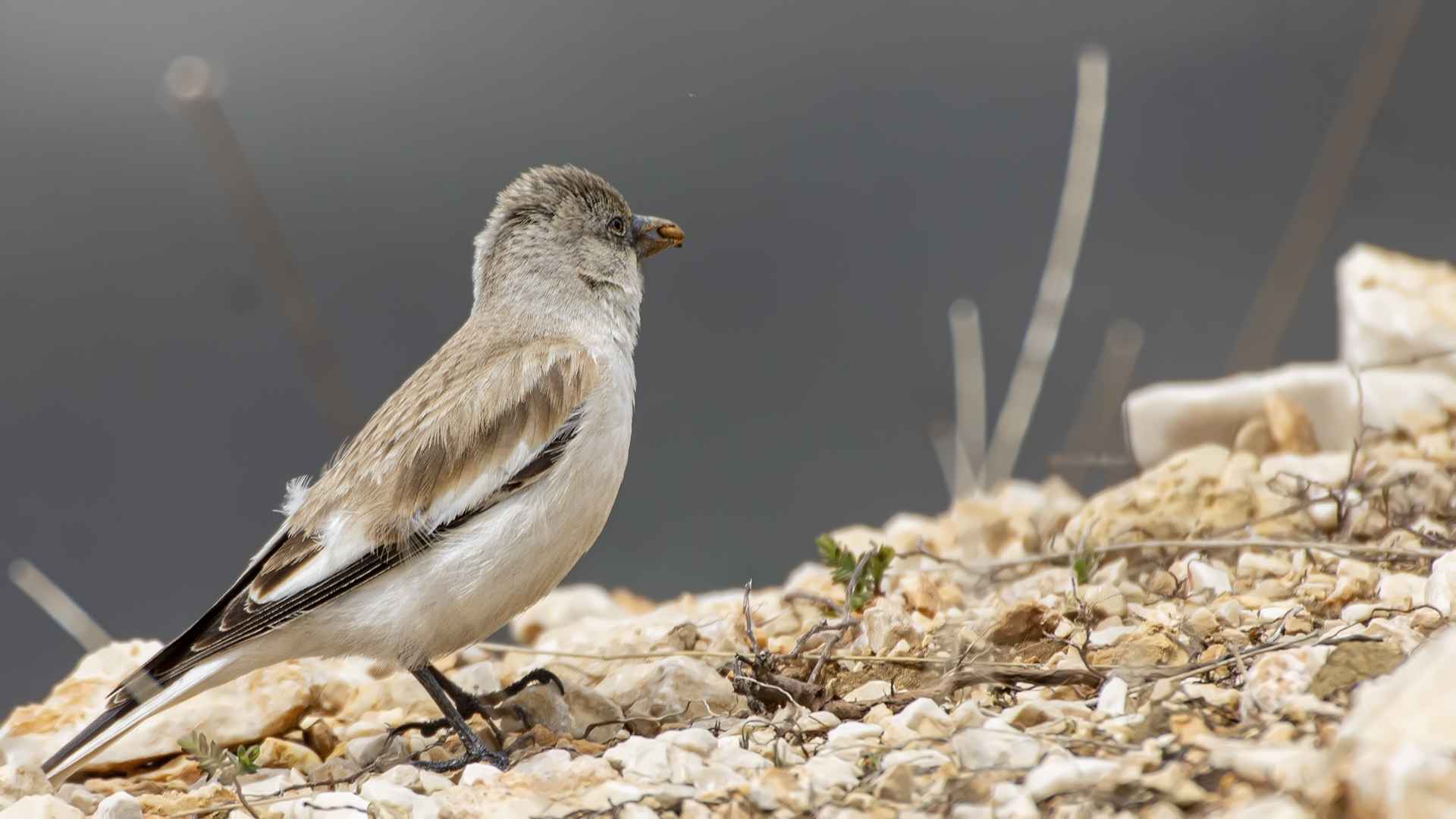 White-winged Snowfinch