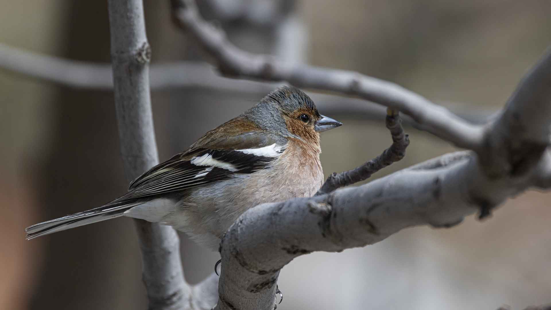 Common Chaffinch