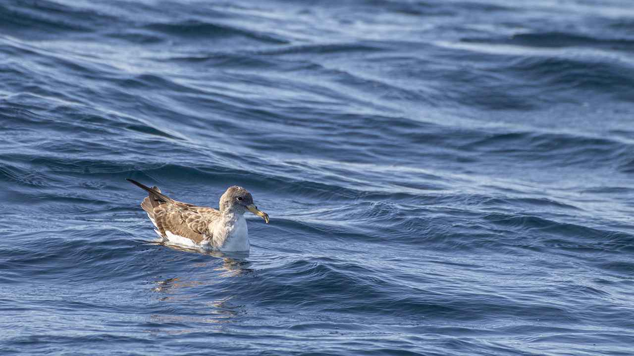 Yelkouan Shearwater