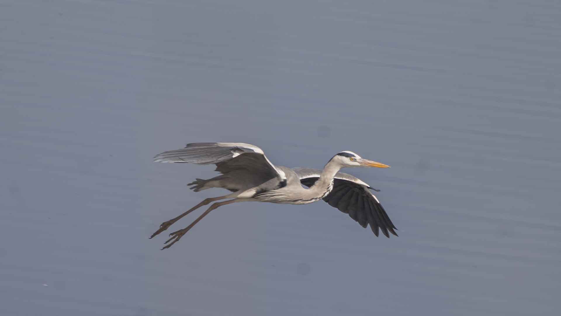 Gray Heron