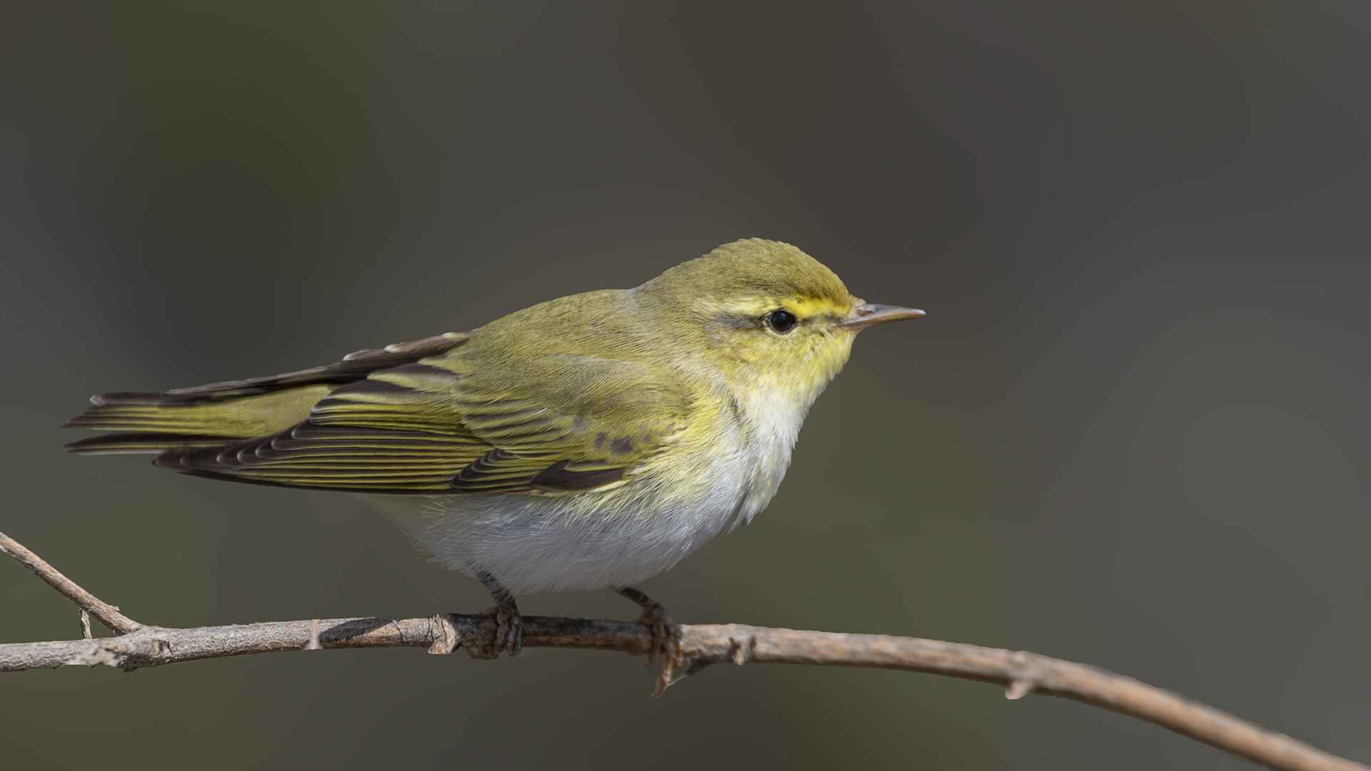 Wood Warbler