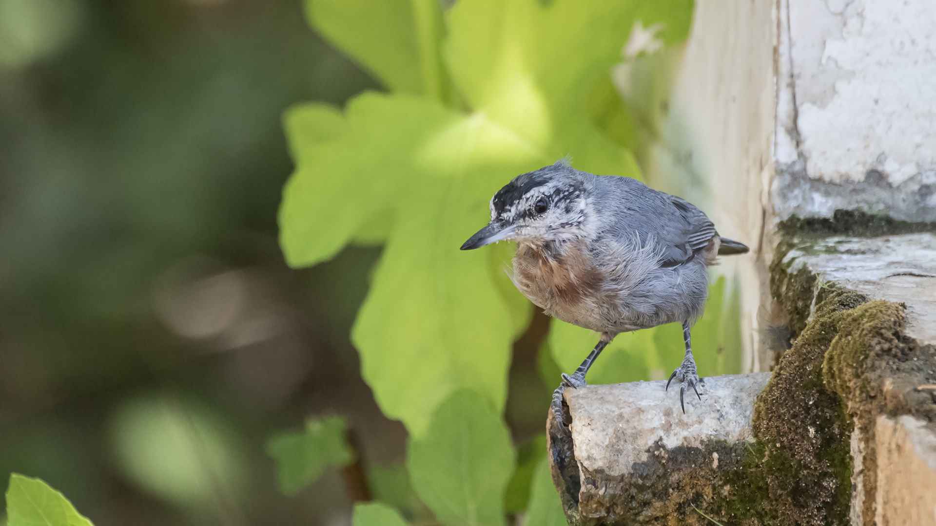Krüper's Nuthatch