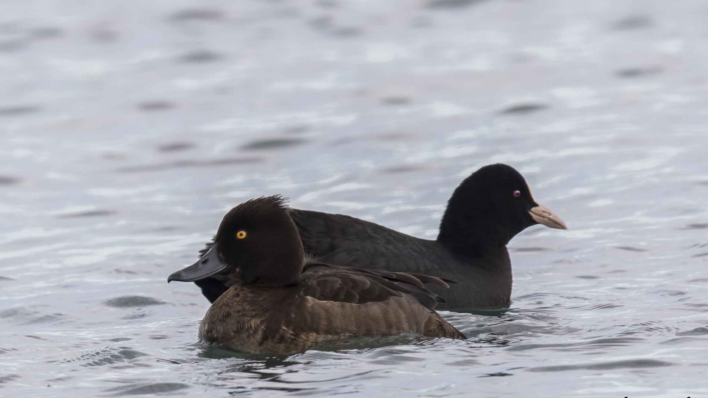 Tufted Duck