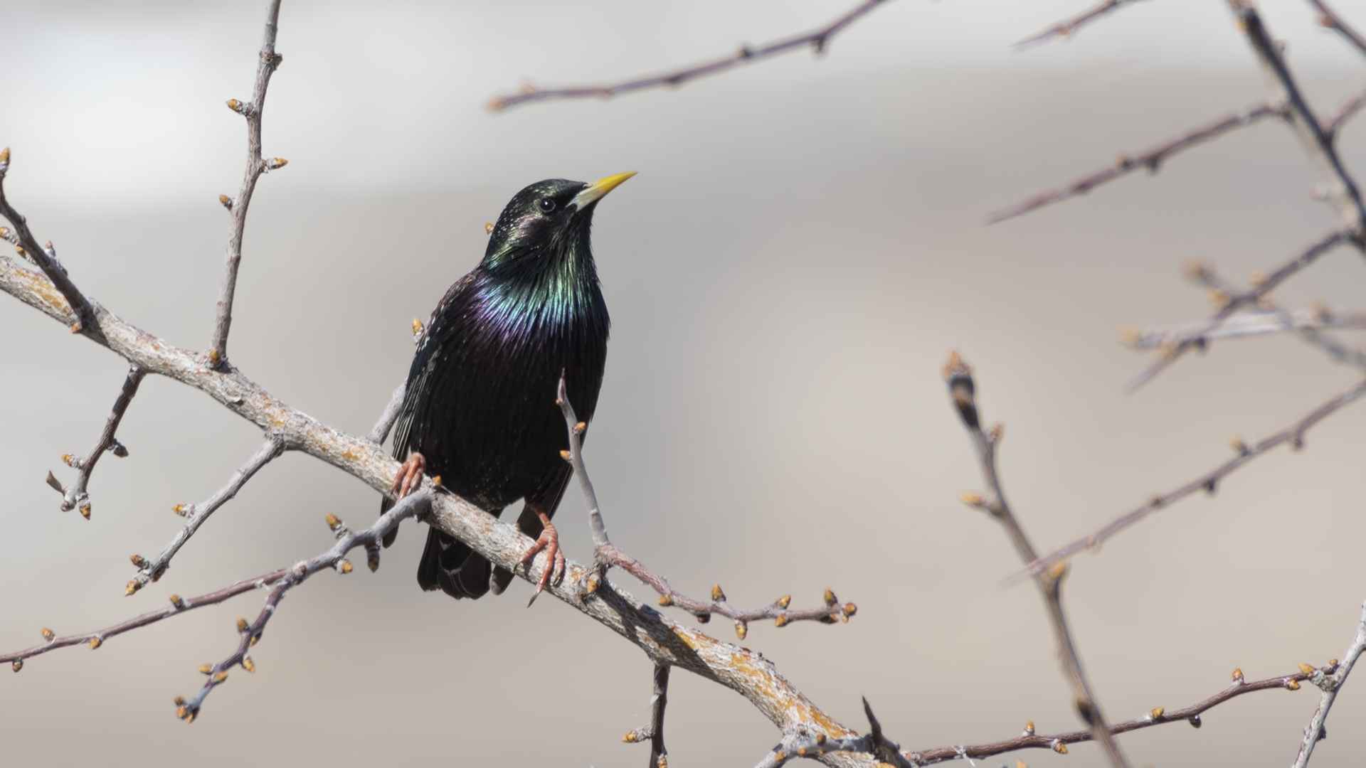 European Starling