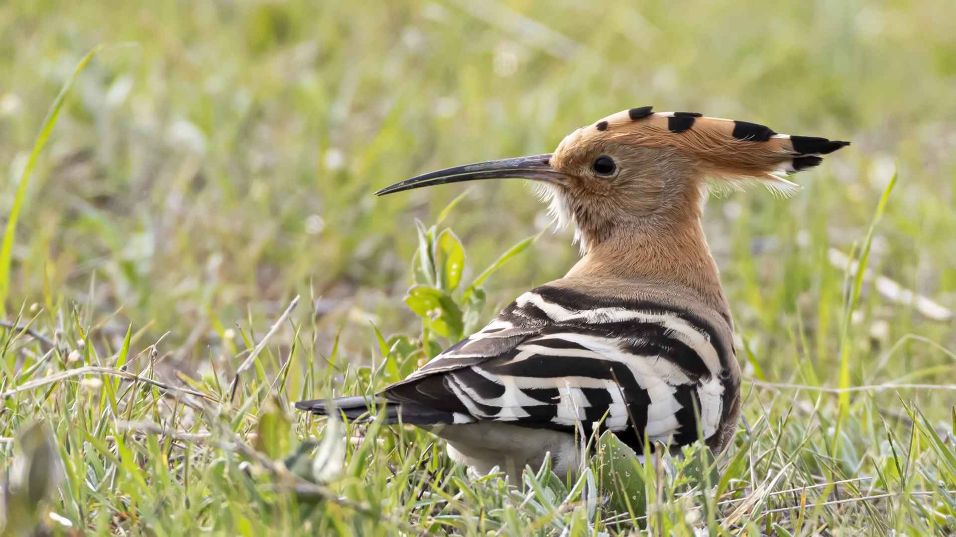Eurasian Hoopoe