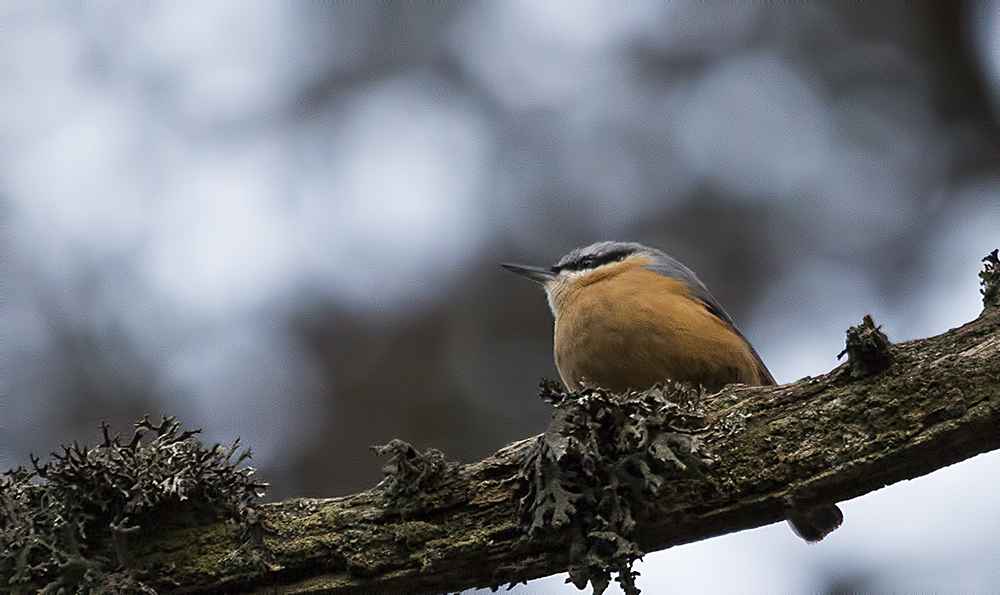 Eurasian Nuthatch