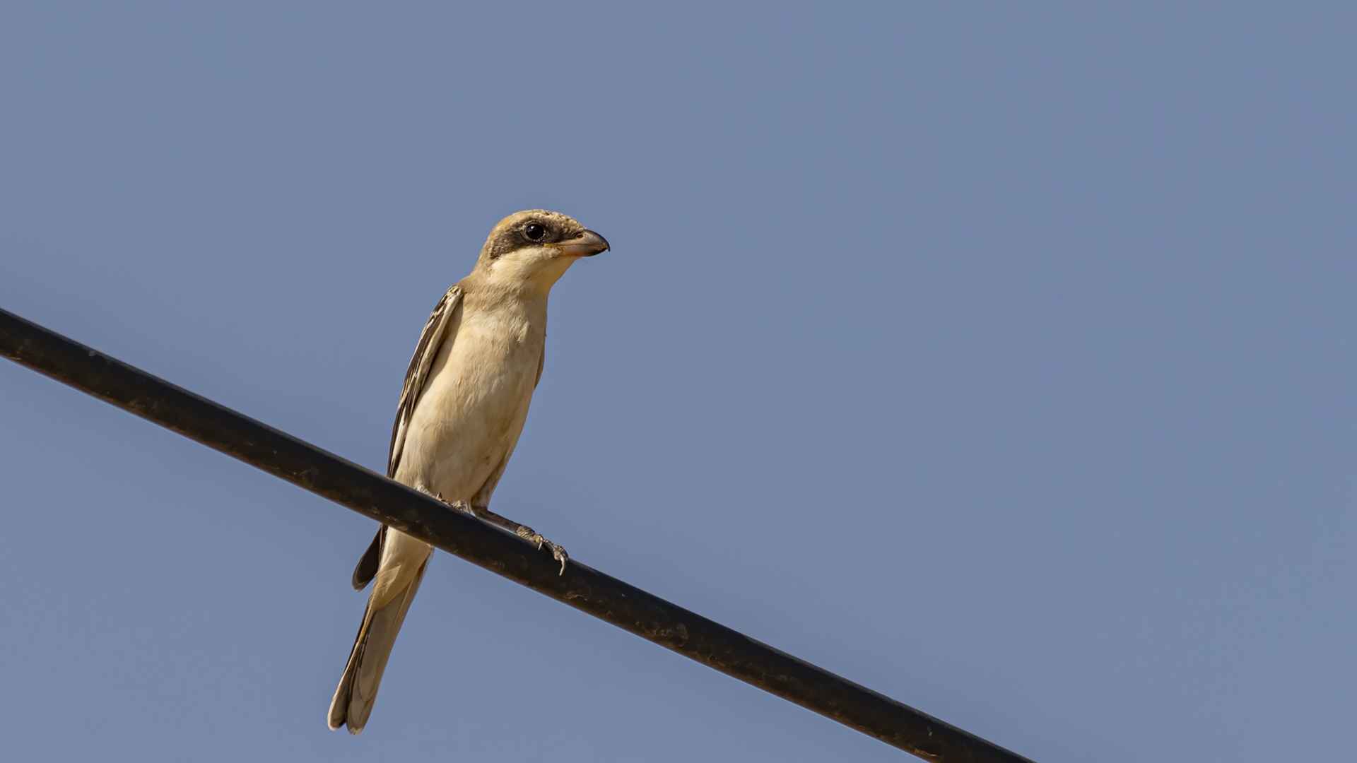 Masked Shrike