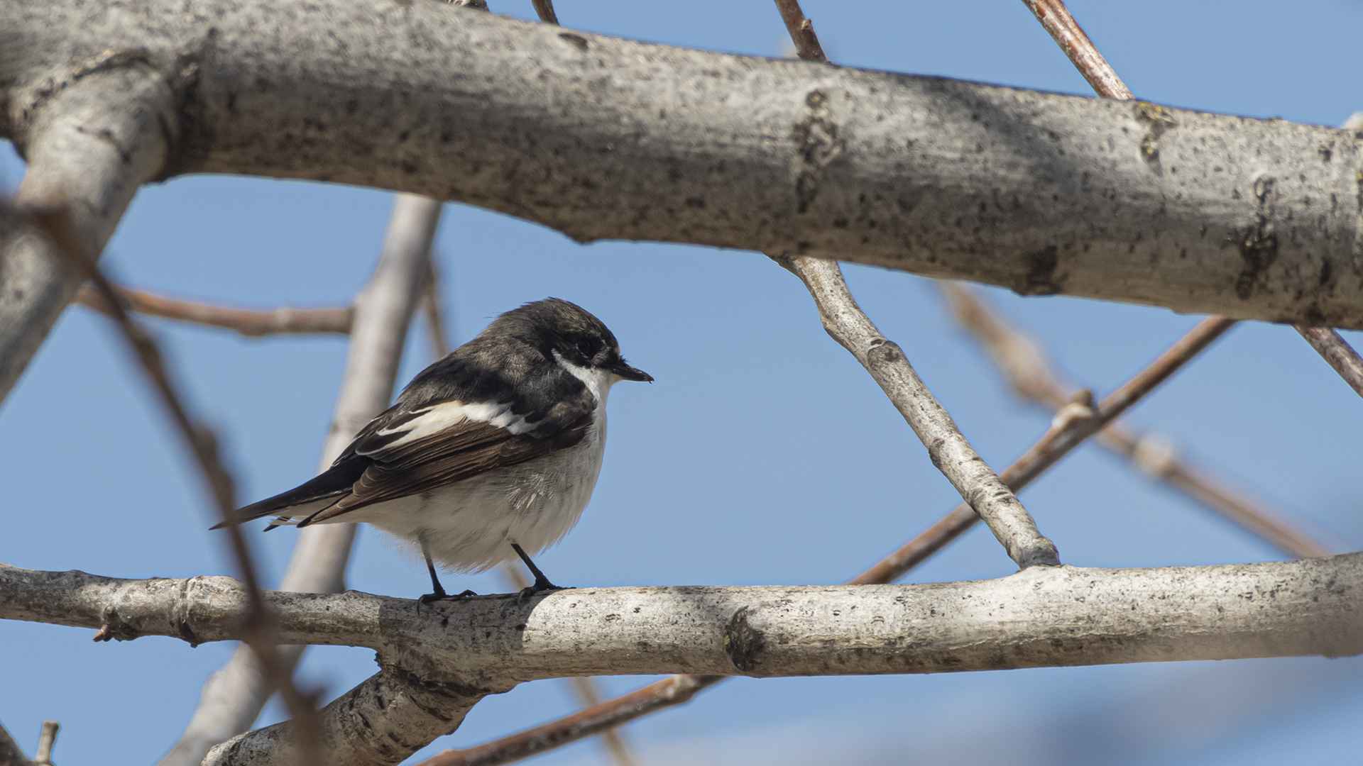 European Pied Flycatcher