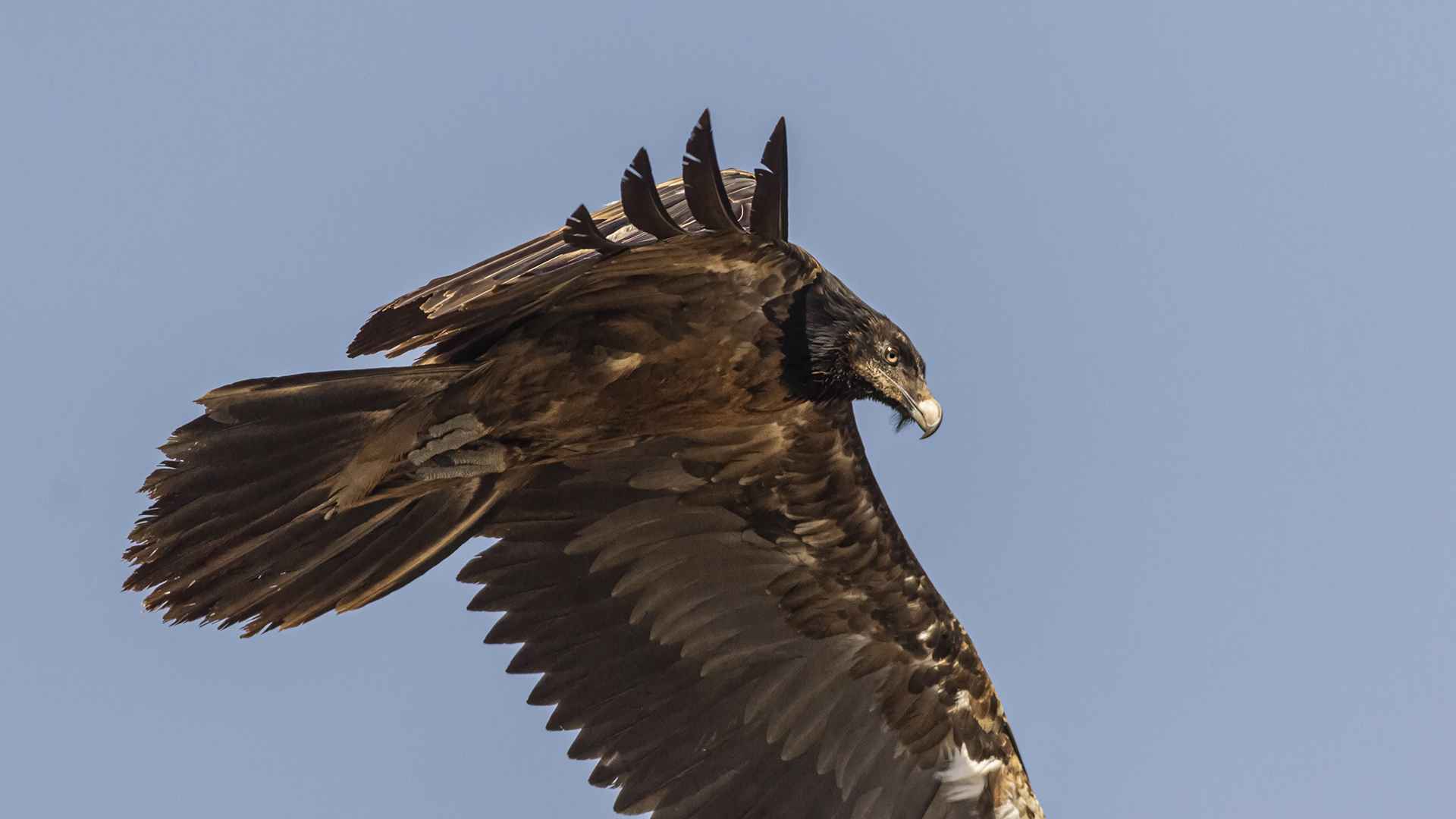 Bearded Vulture