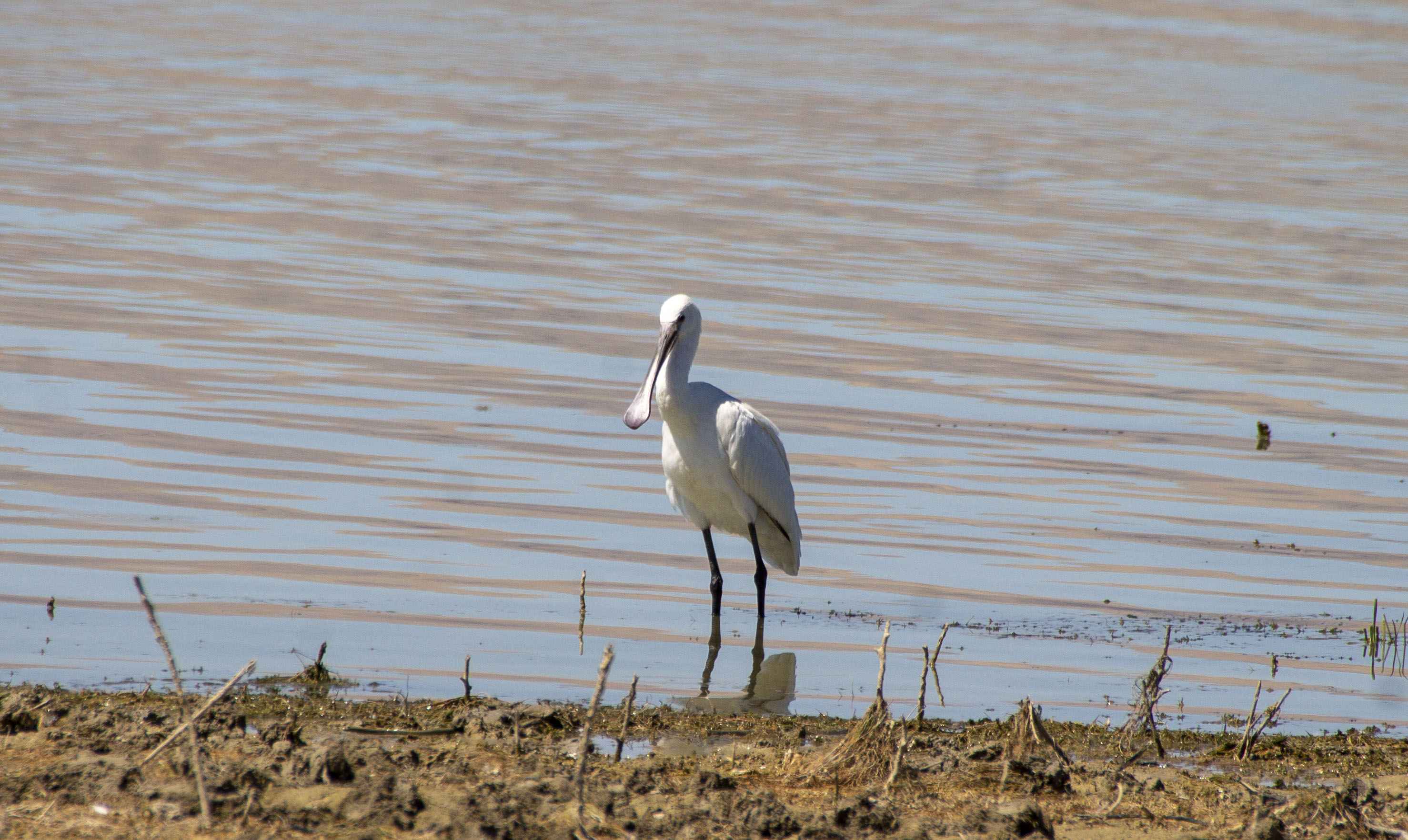 Eurasian Spoonbill