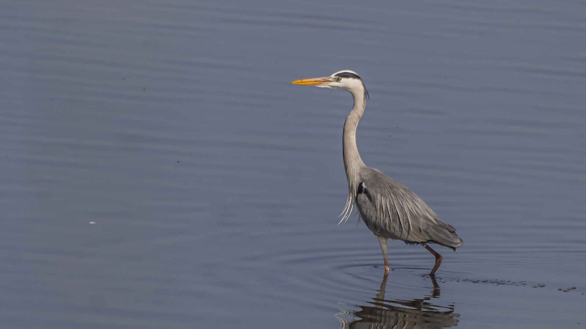 Gray Heron