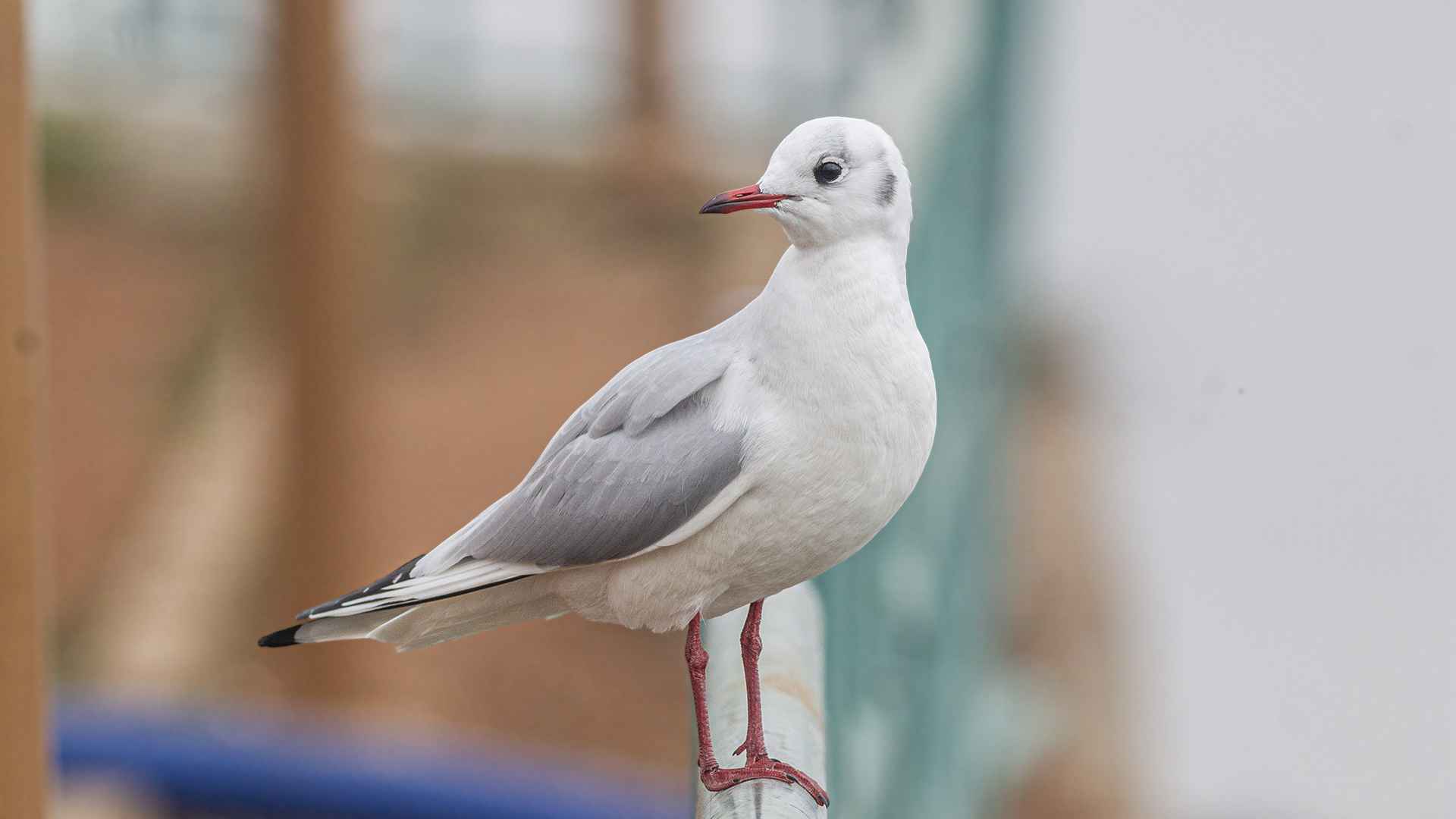 Black-headed Gull