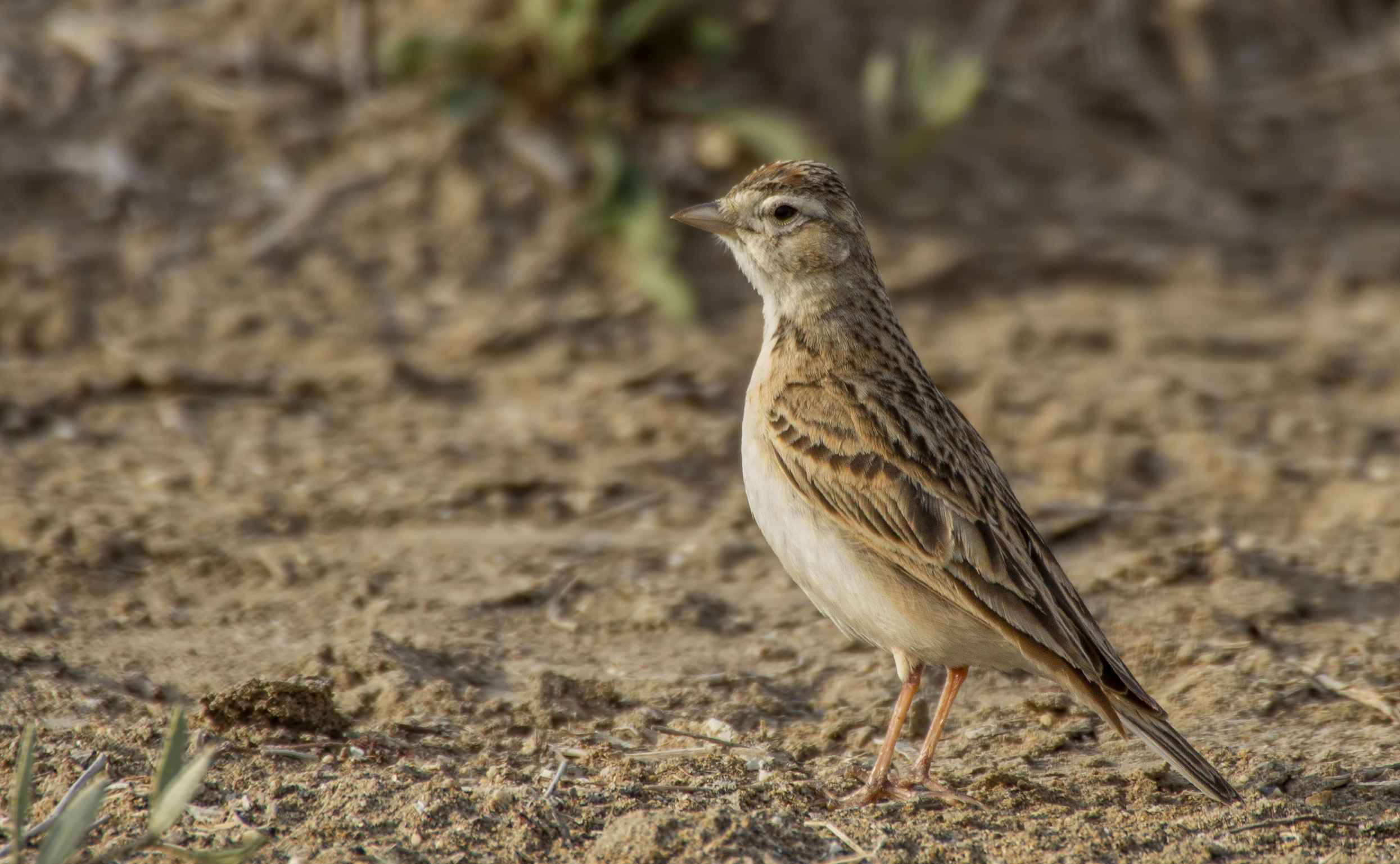 Greater Short-toed Lark