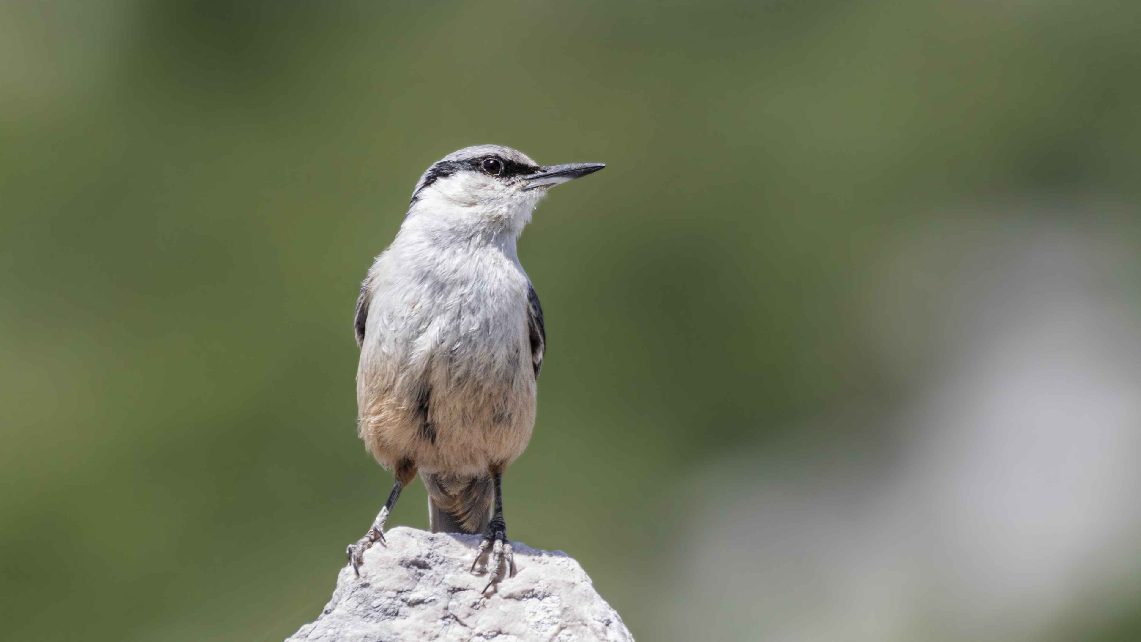 Western Rock Nuthatch