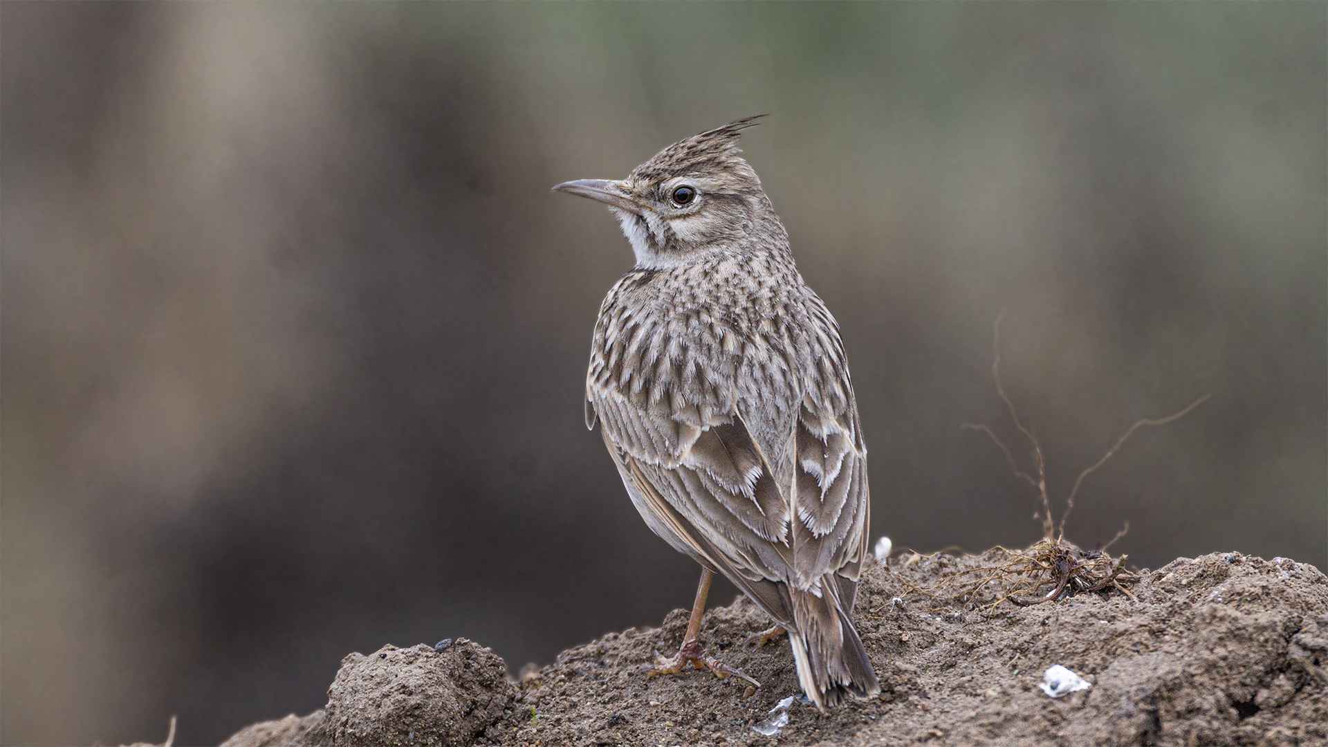 Crested Lark