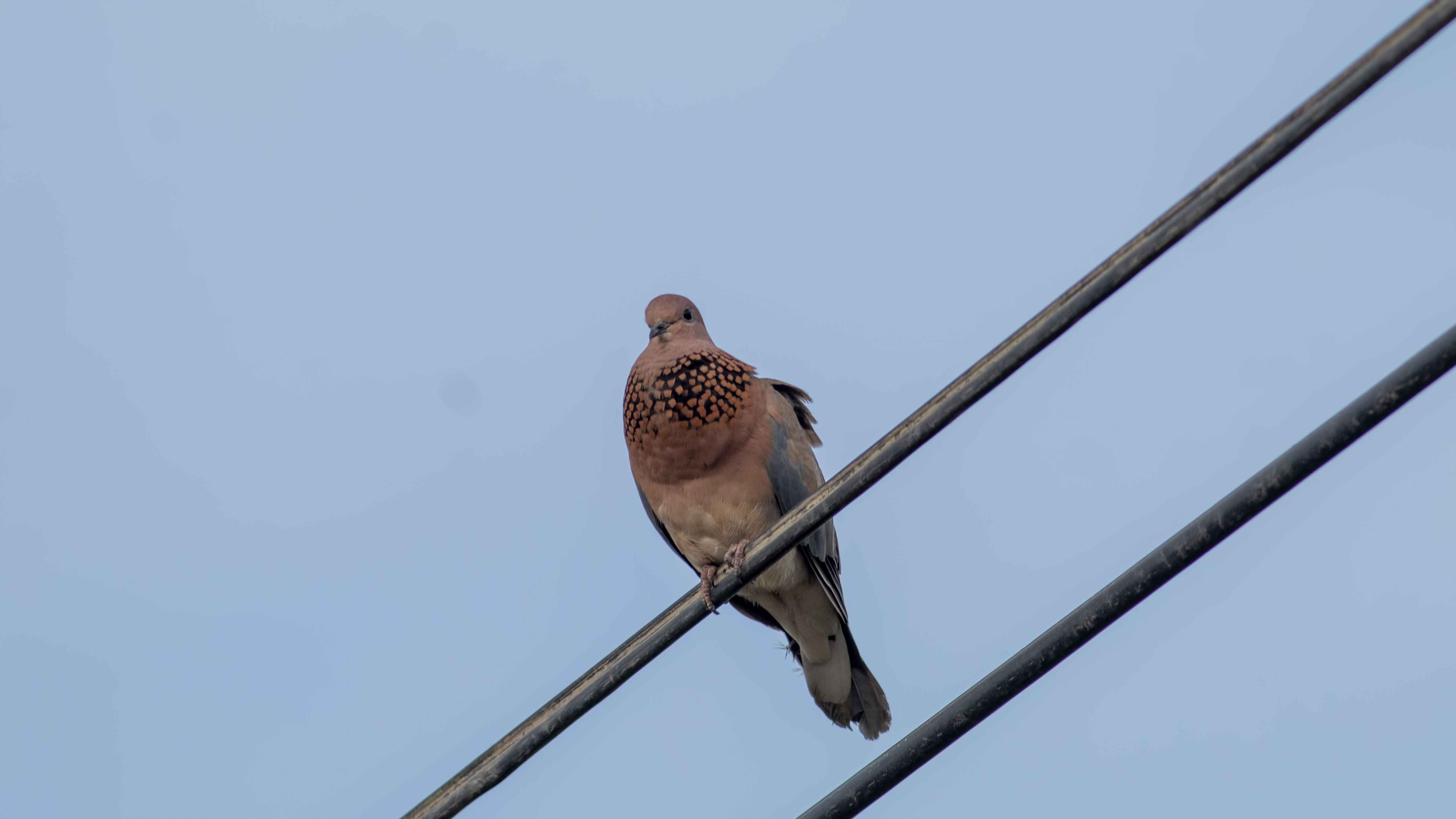 Laughing Dove