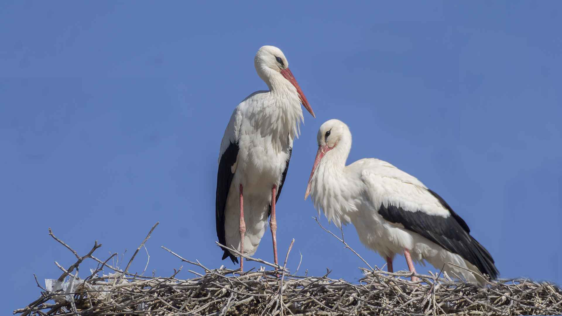 White Stork