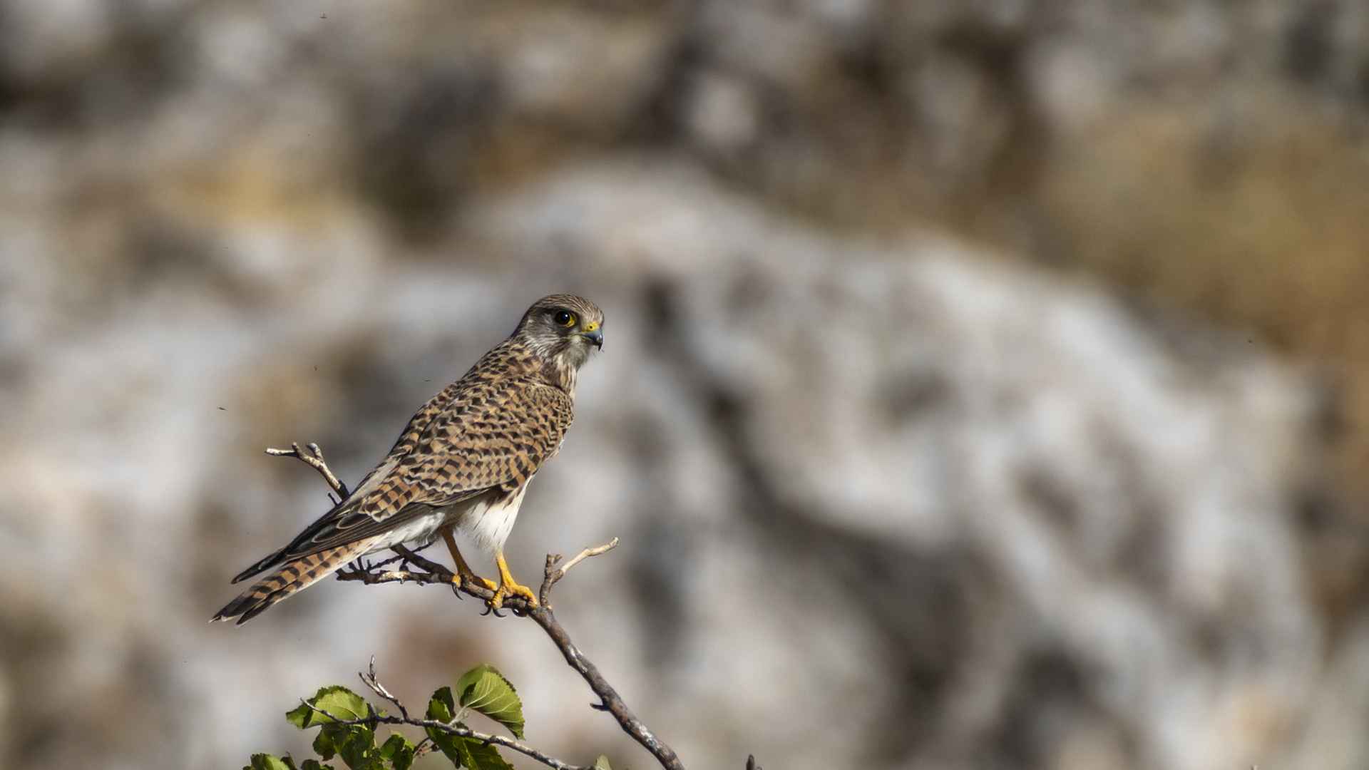 Eurasian Kestrel