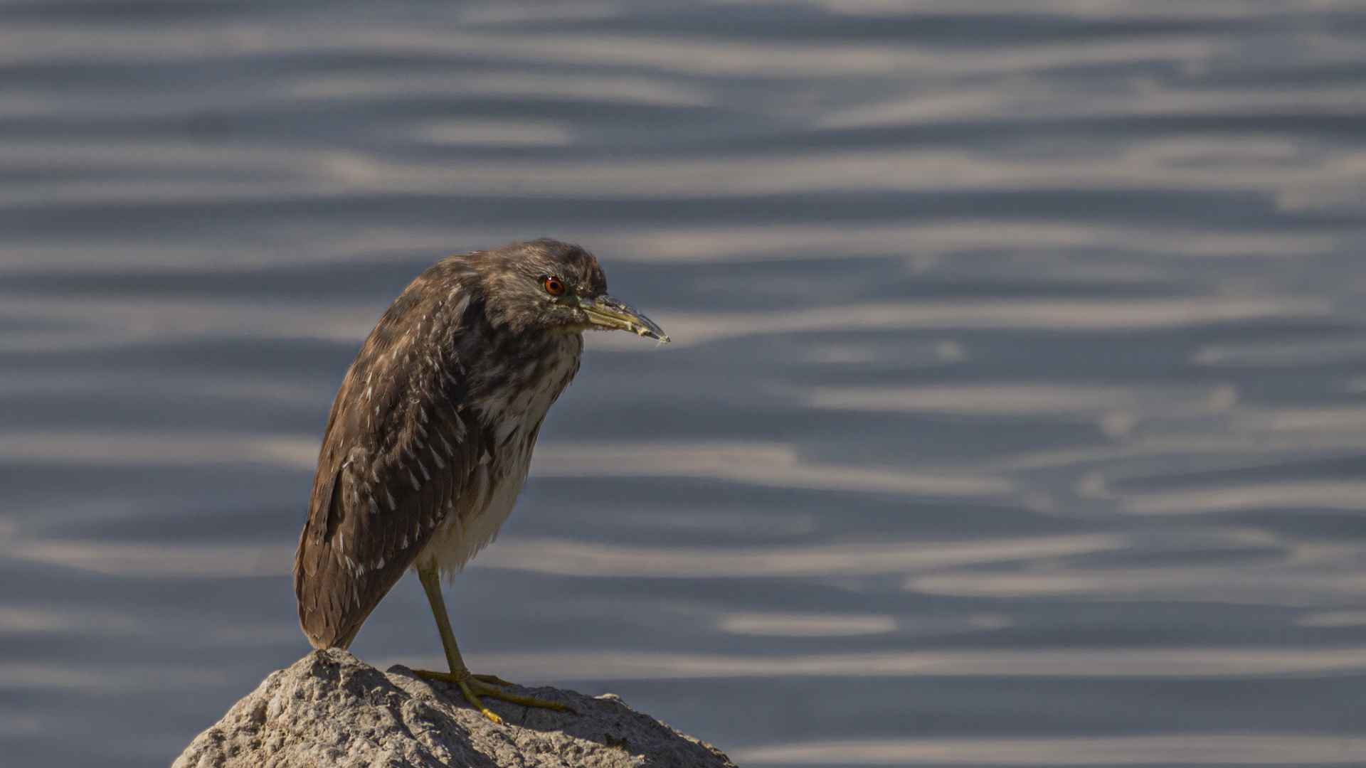 Black-crowned Night-Heron