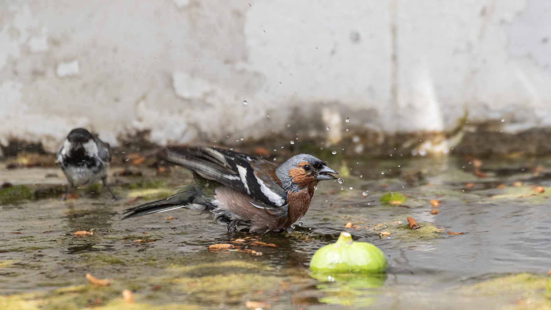Common Chaffinch