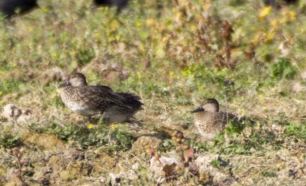 Marbled Teal