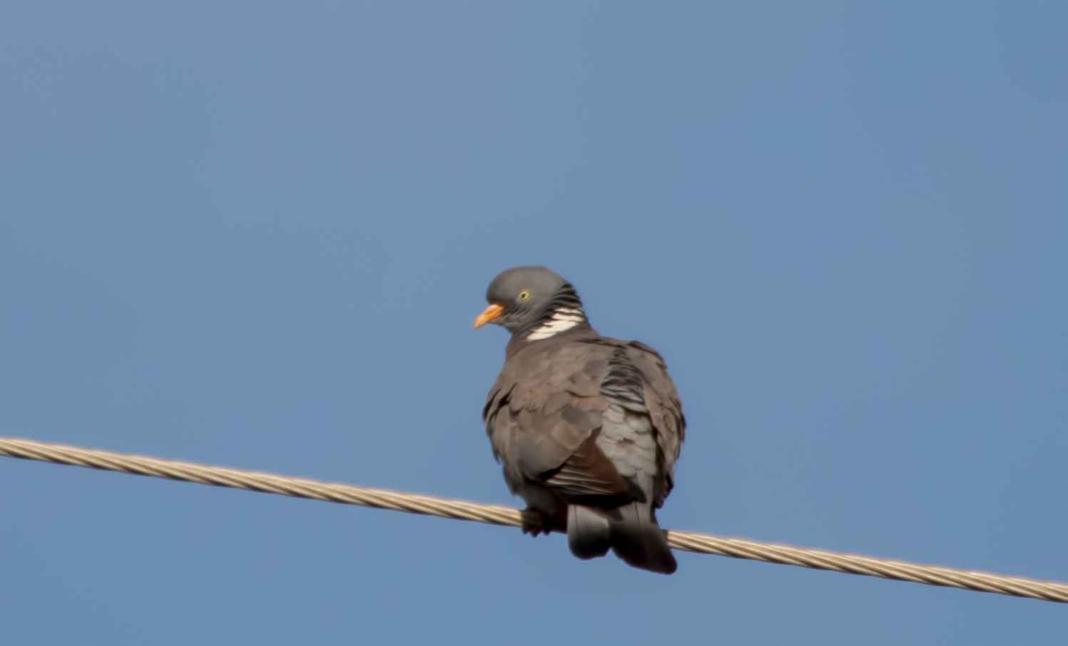 Common Wood-Pigeon