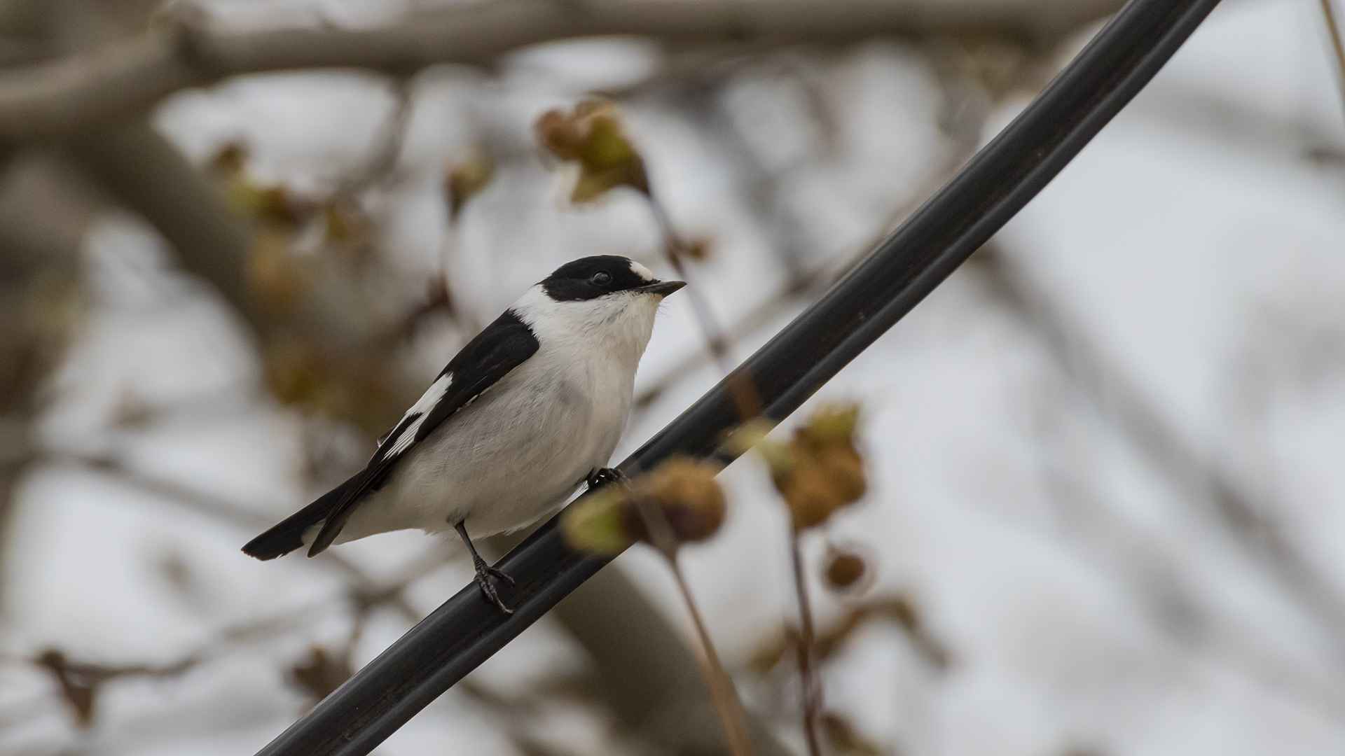 Collared Flycatcher